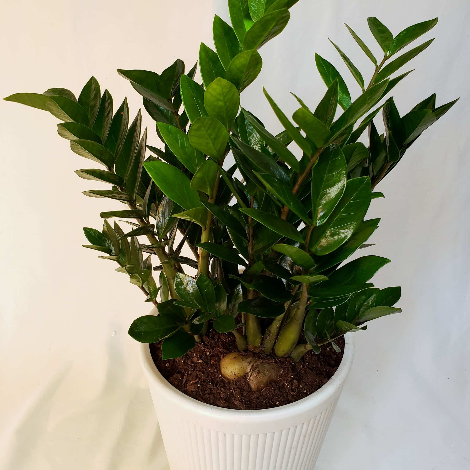 Potted green ZZ plant in a white ribbed planter
