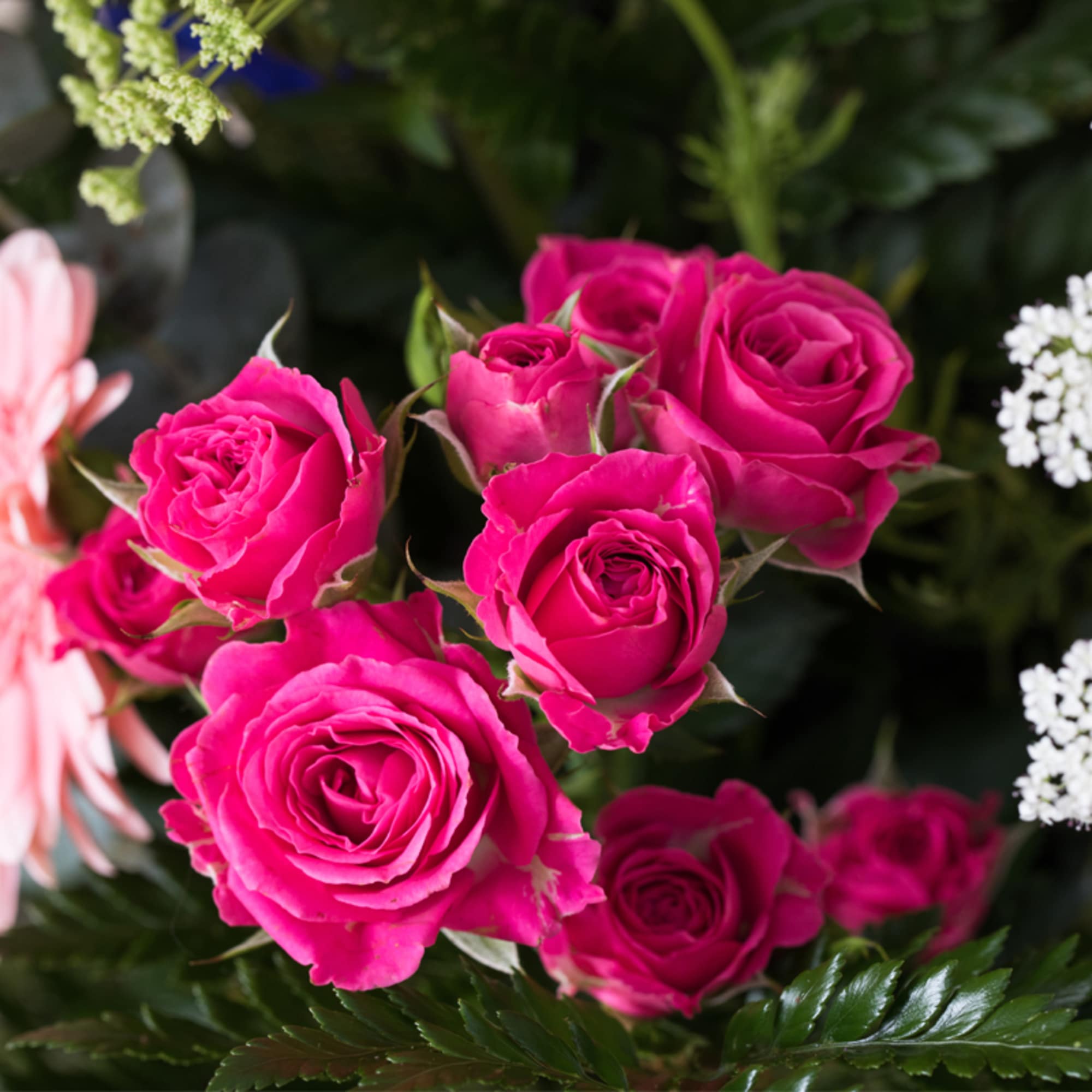 Cluster of bright pink roses with soft pink and white accent flowers in a mixed bouquet
