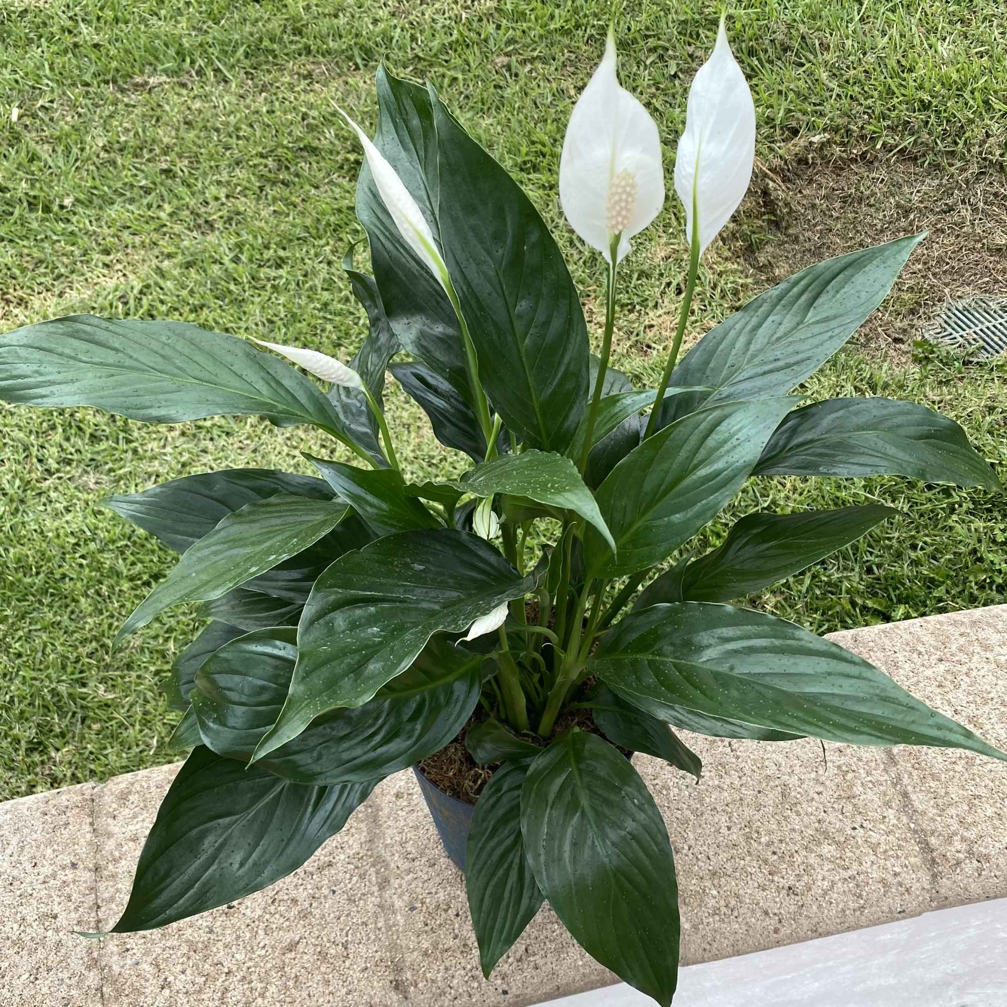 Potted peace lily with white blooms and dark green leaves