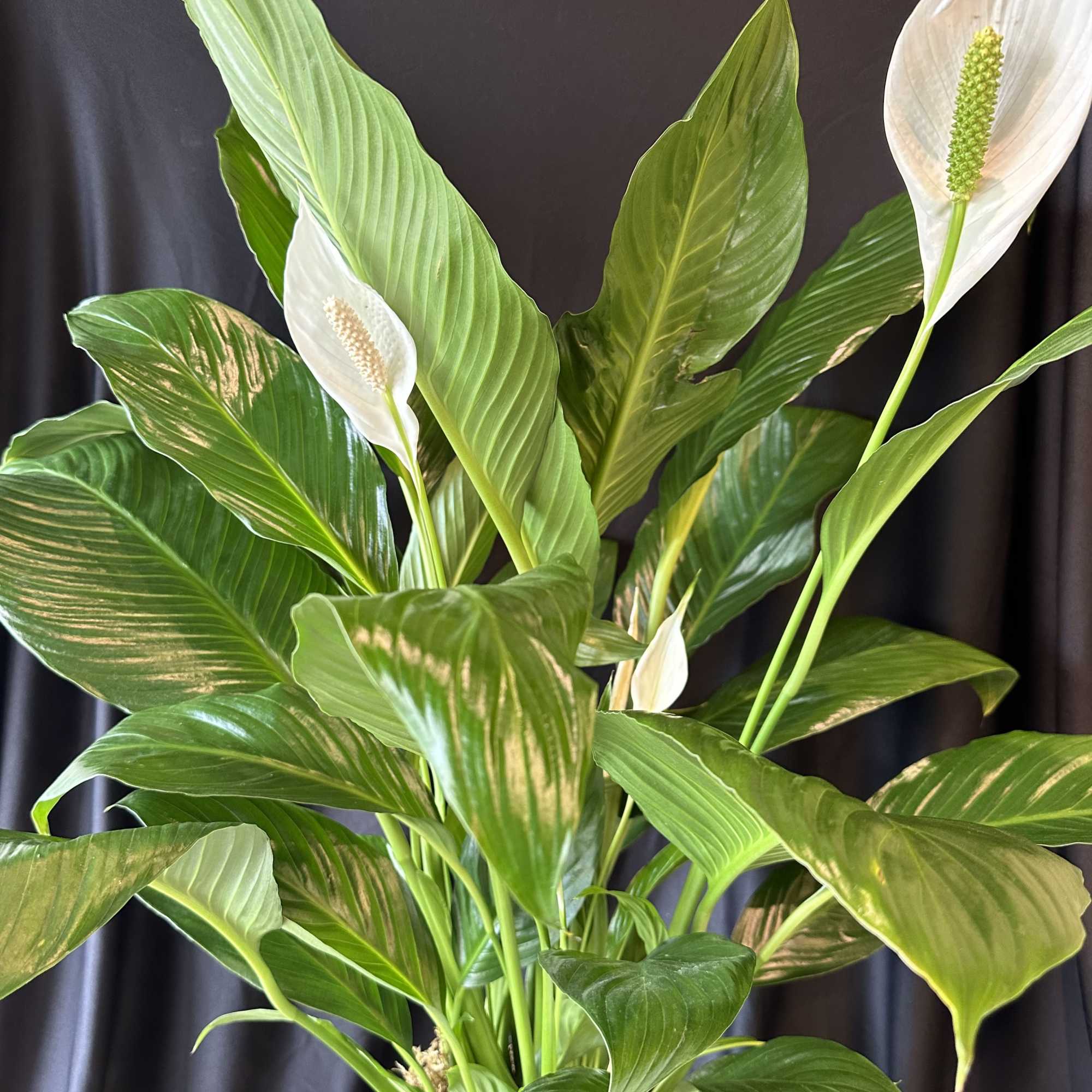 White peace lilies with broad green leaves in a pot