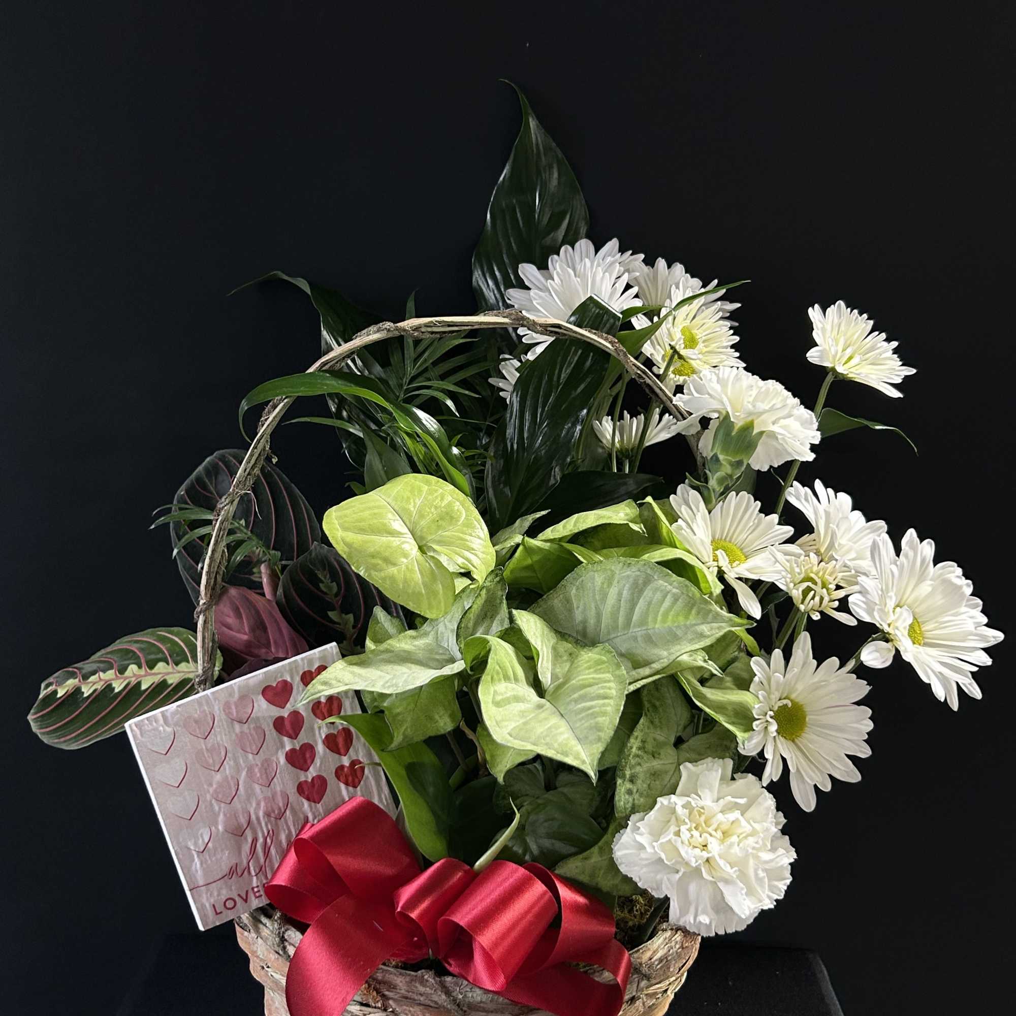 Basket arrangement of white daisies and mixed green foliage with a red ribbon