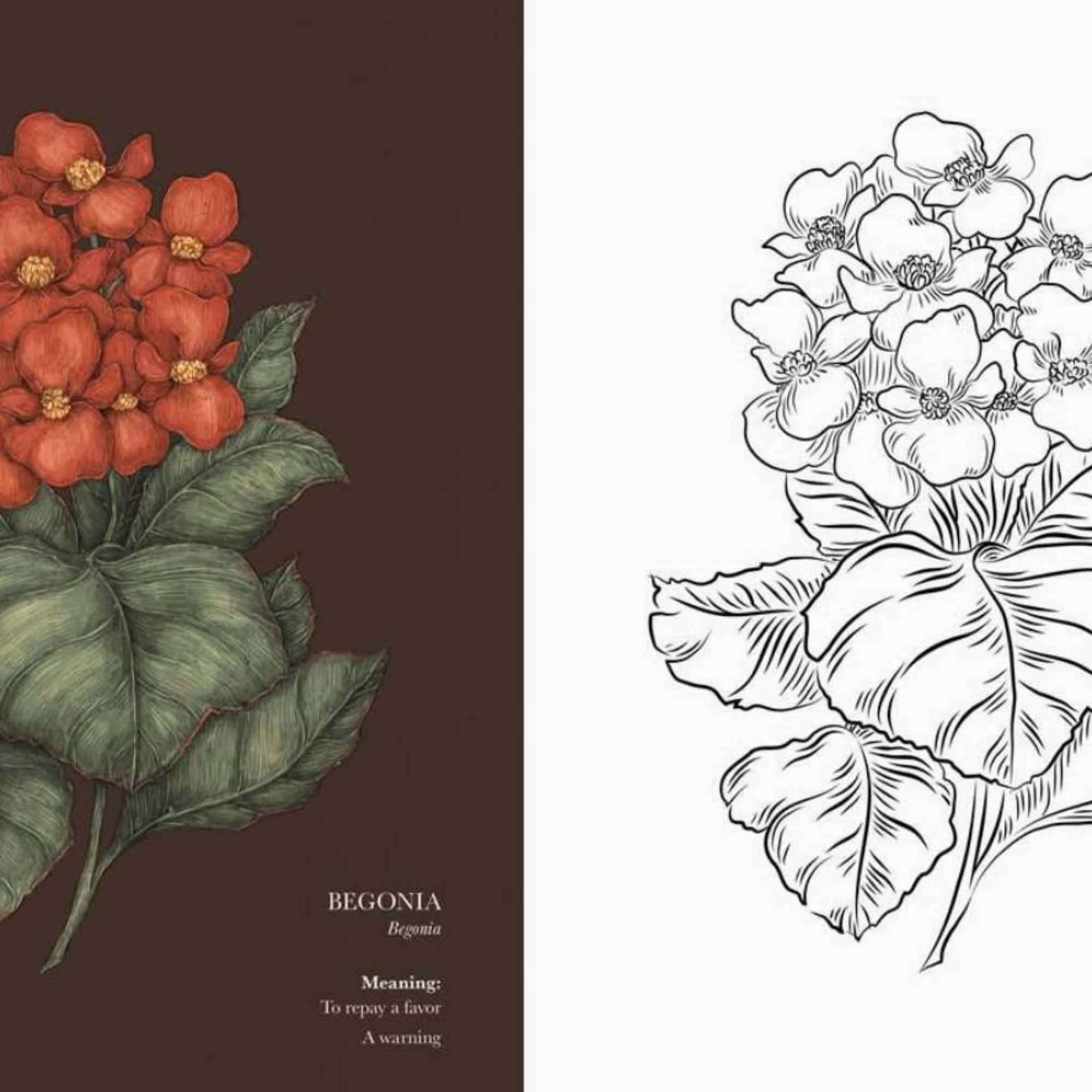 Orange begonia flowers with large green leaves, shown beside a black-and-white line drawing.
