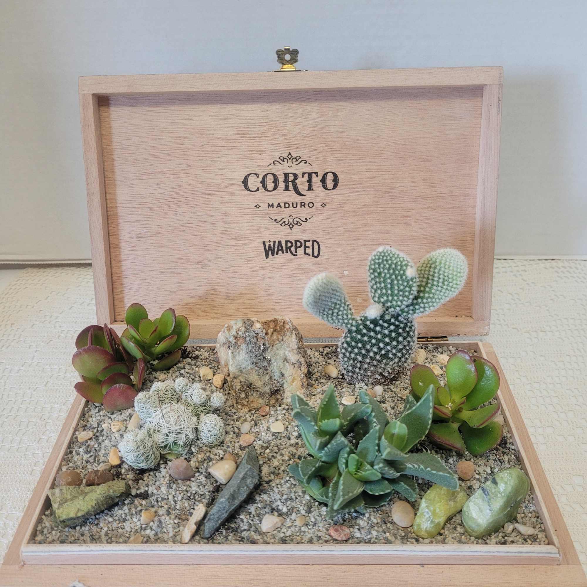It is time for our annual cigar boxes planted with cactus and
