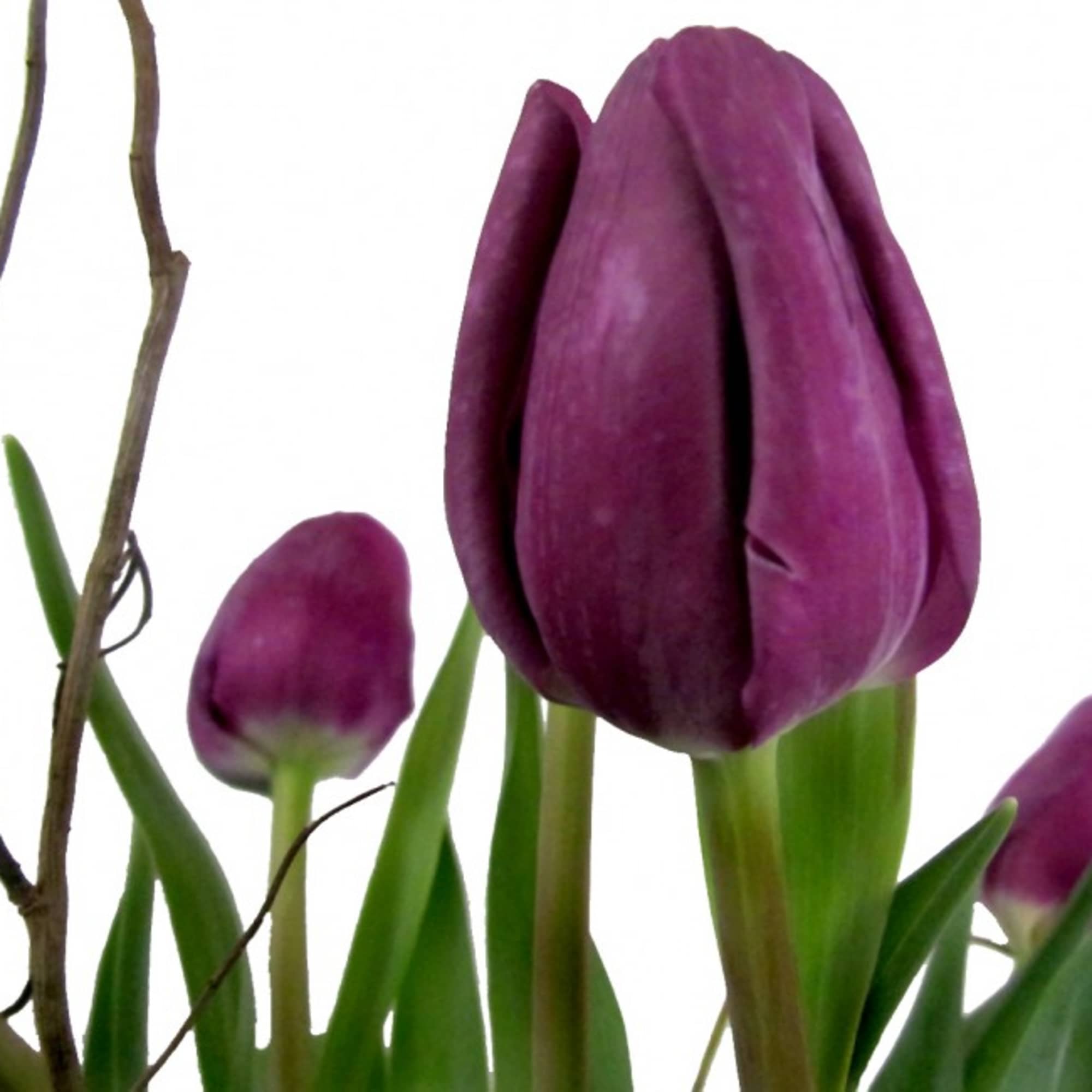 Purple tulip blooms with green leaves and bare branches