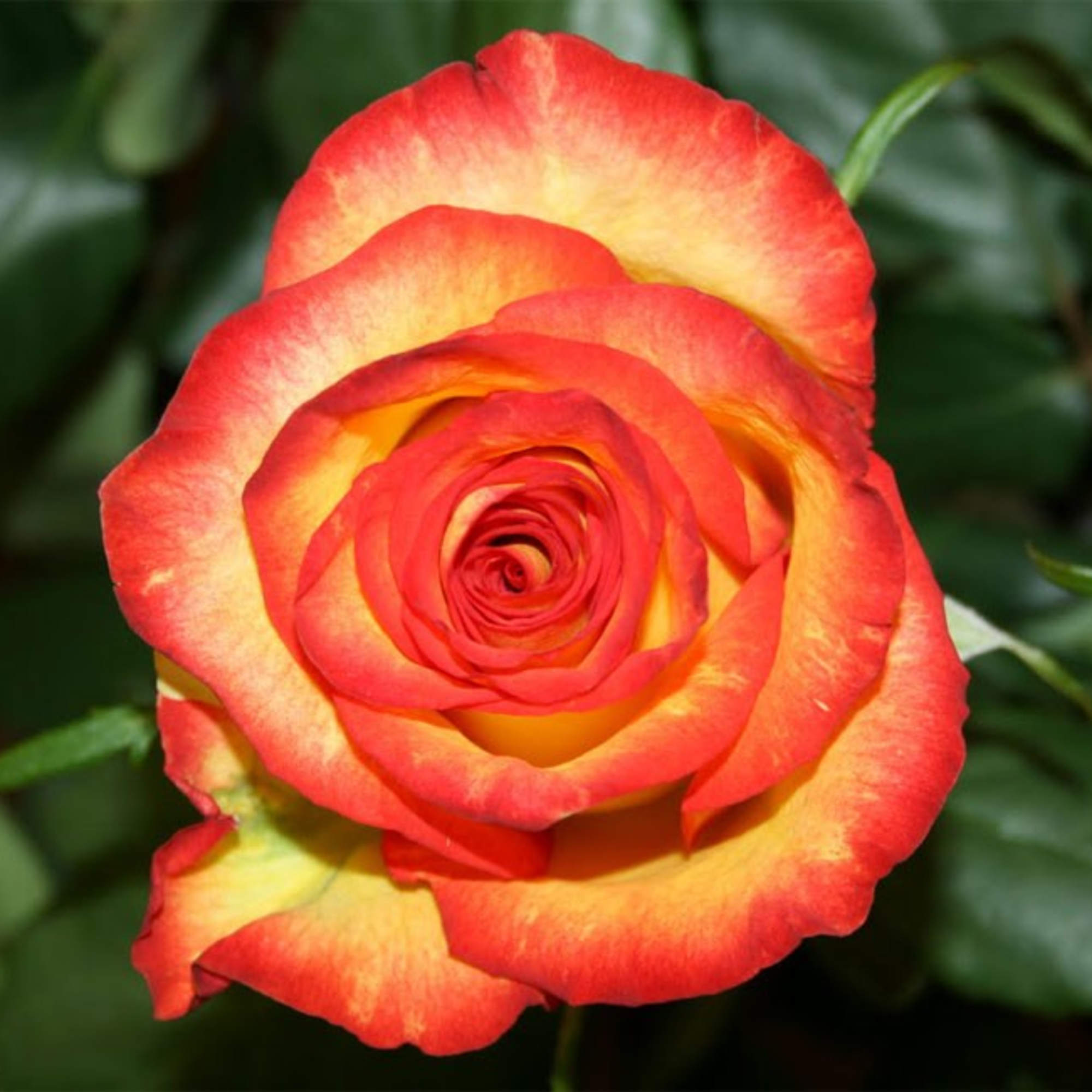 Close-up of a red and yellow rose bloom
