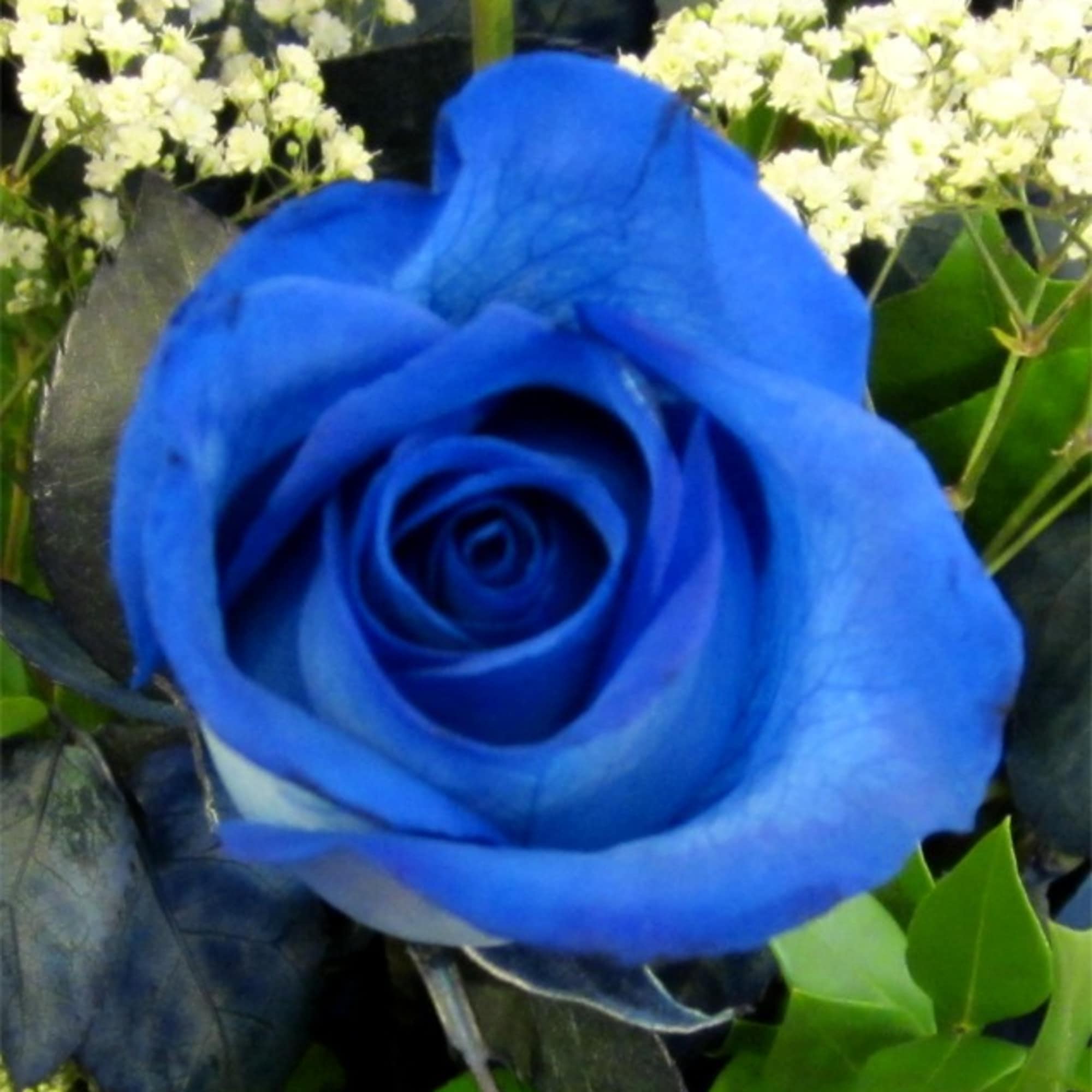 Close-up of a blue rose surrounded by small white flowers