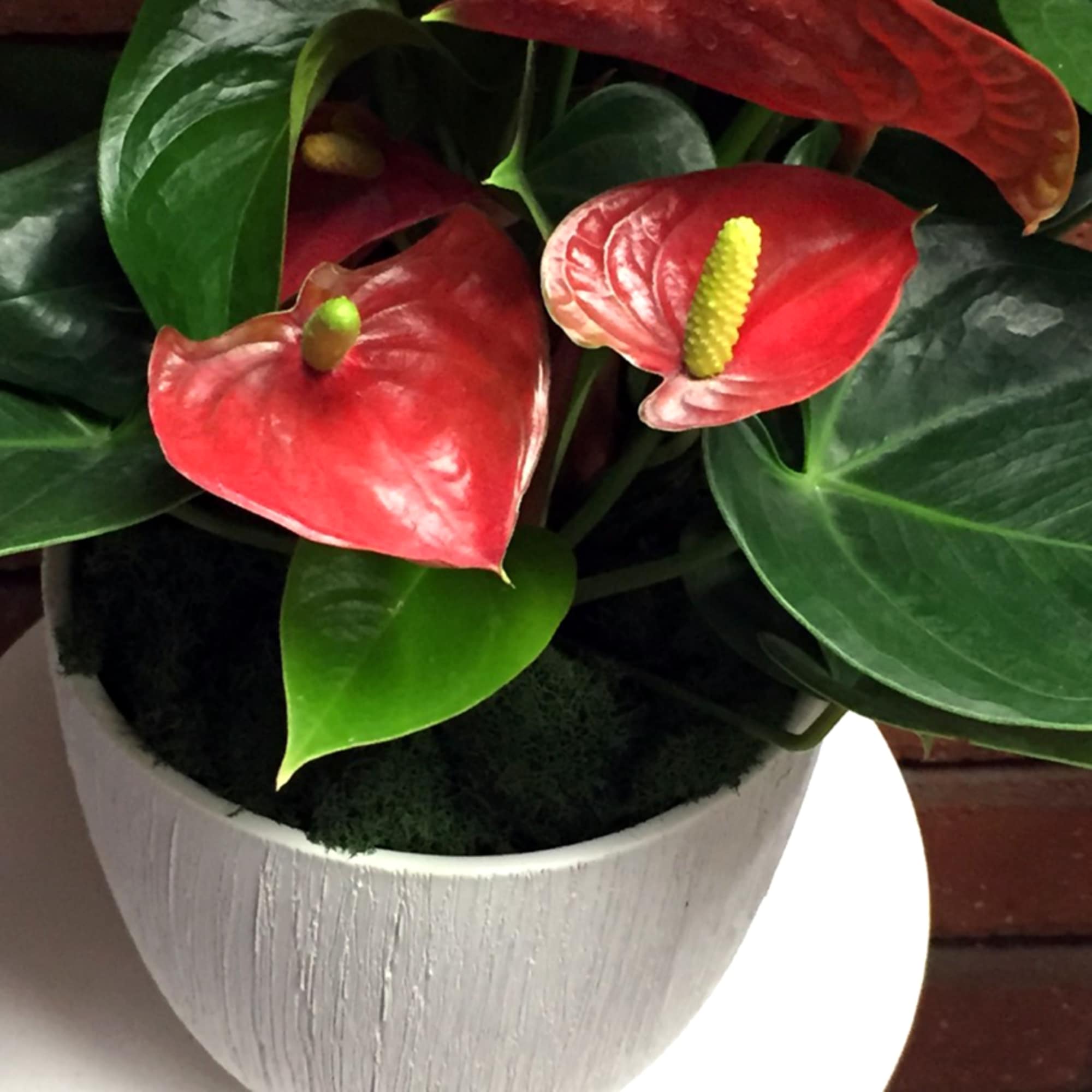 Potted red anthurium plant with yellow centers and broad green leaves in a white textured pot