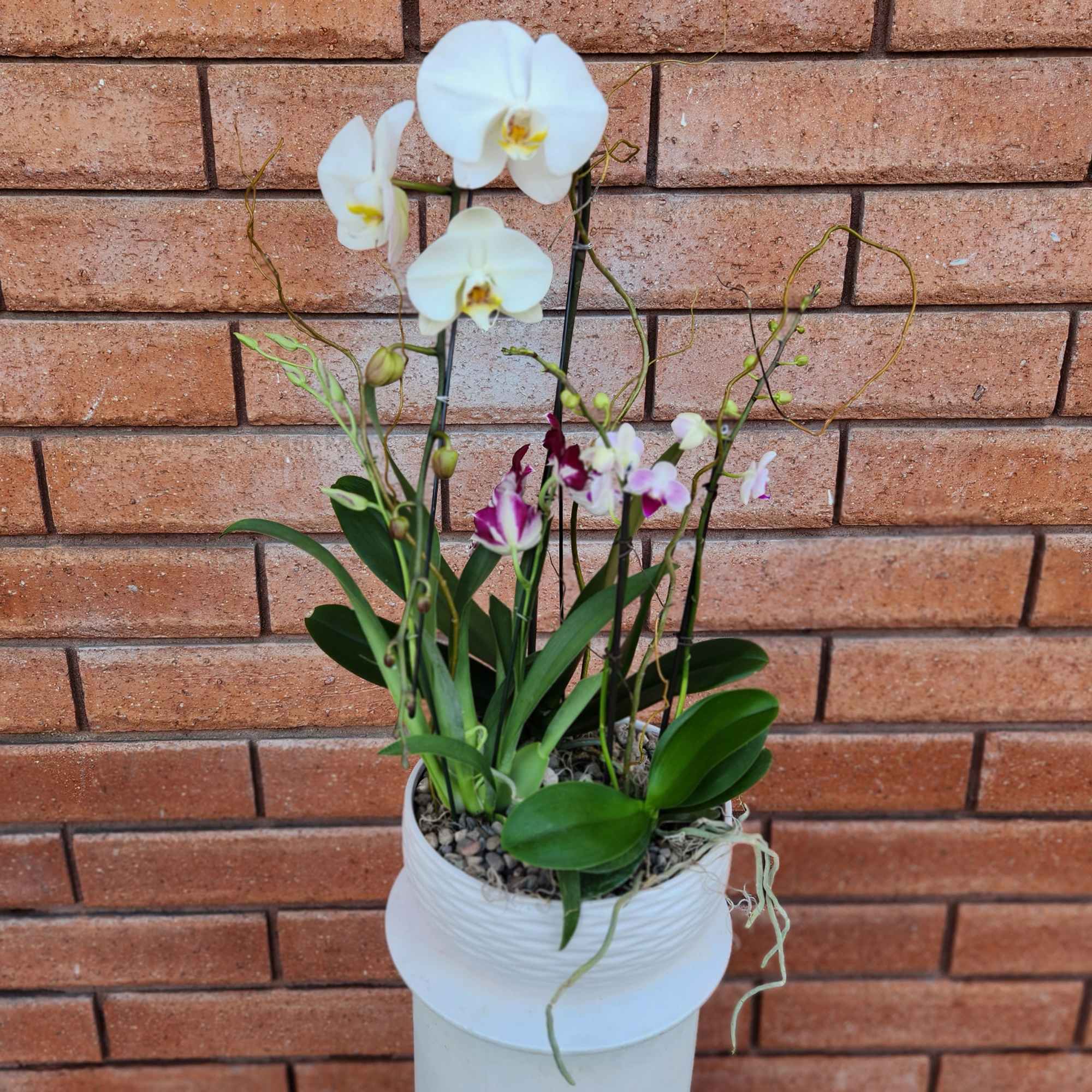 Potted orchids with white and purple blooms in a white container