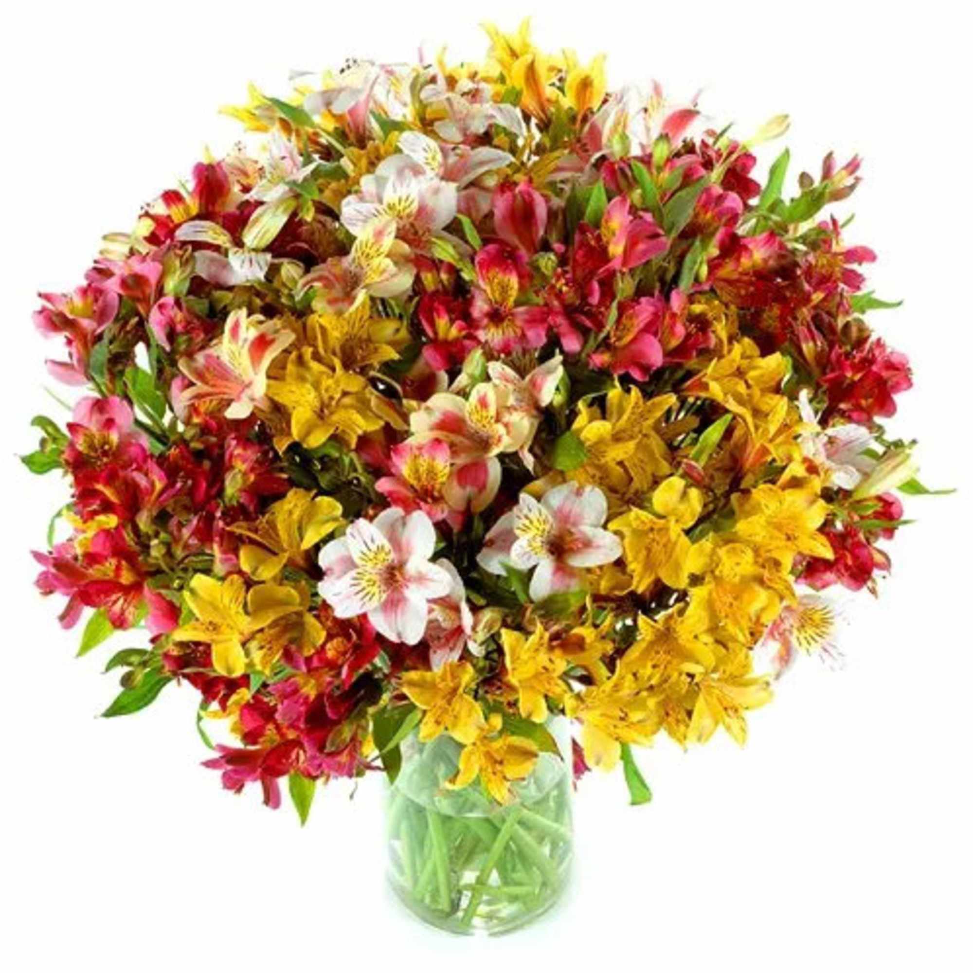 Large bouquet of multicolored alstroemeria in a clear glass vase