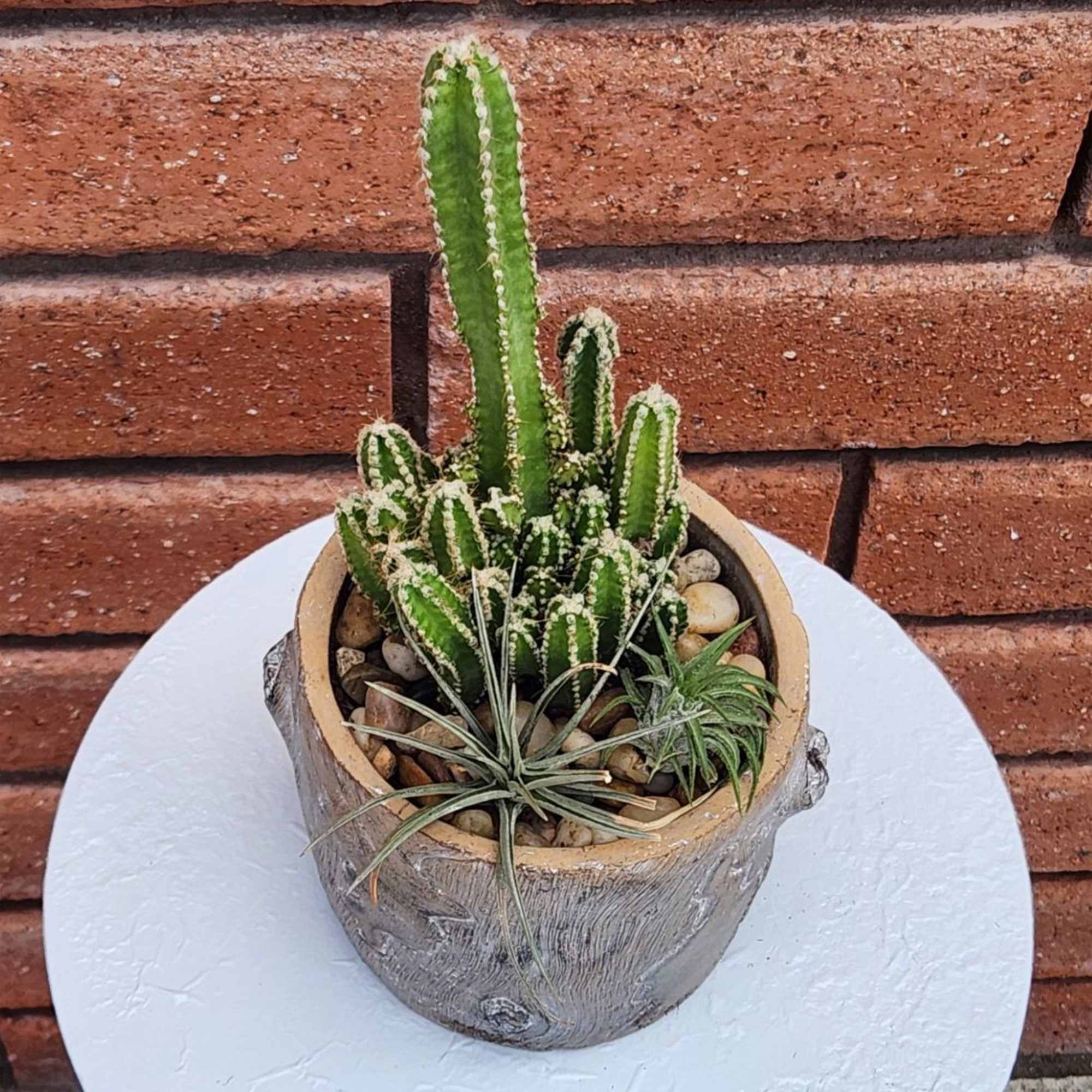 Potted cactus arrangement with small succulents in a rustic container