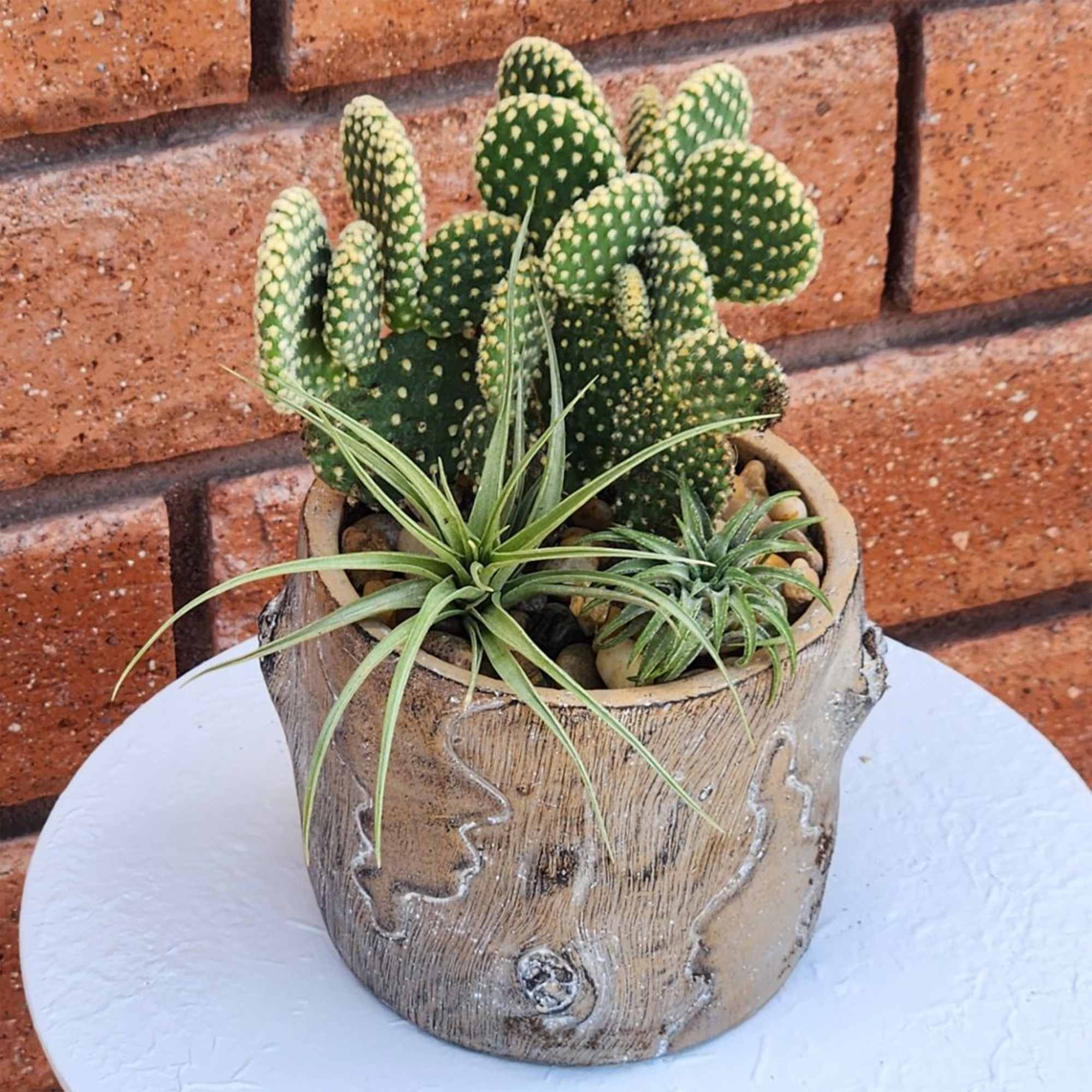 Potted cactus and two small air plants in a rustic ceramic container