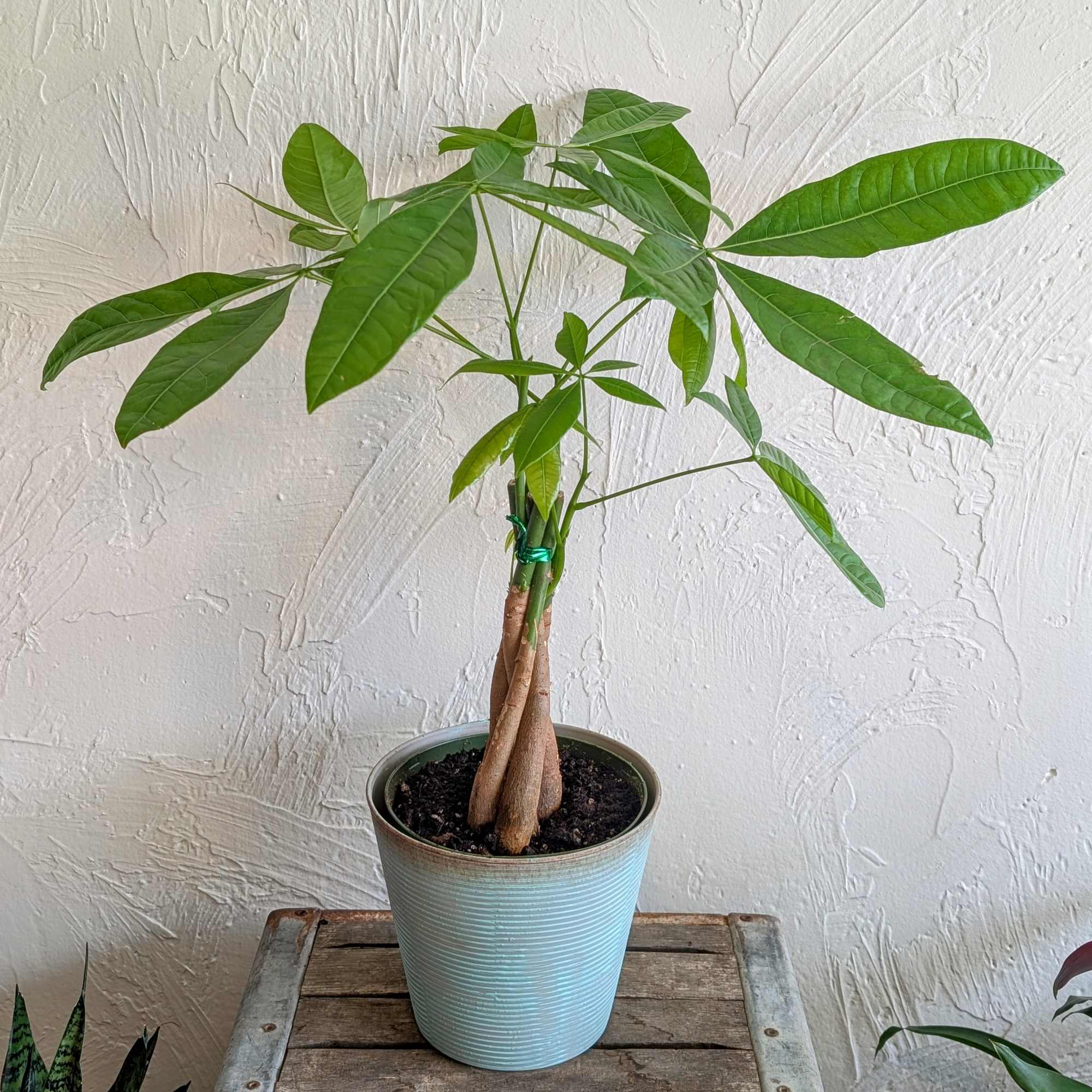 The Money Tree is a perfect indoor foliage plant to give your