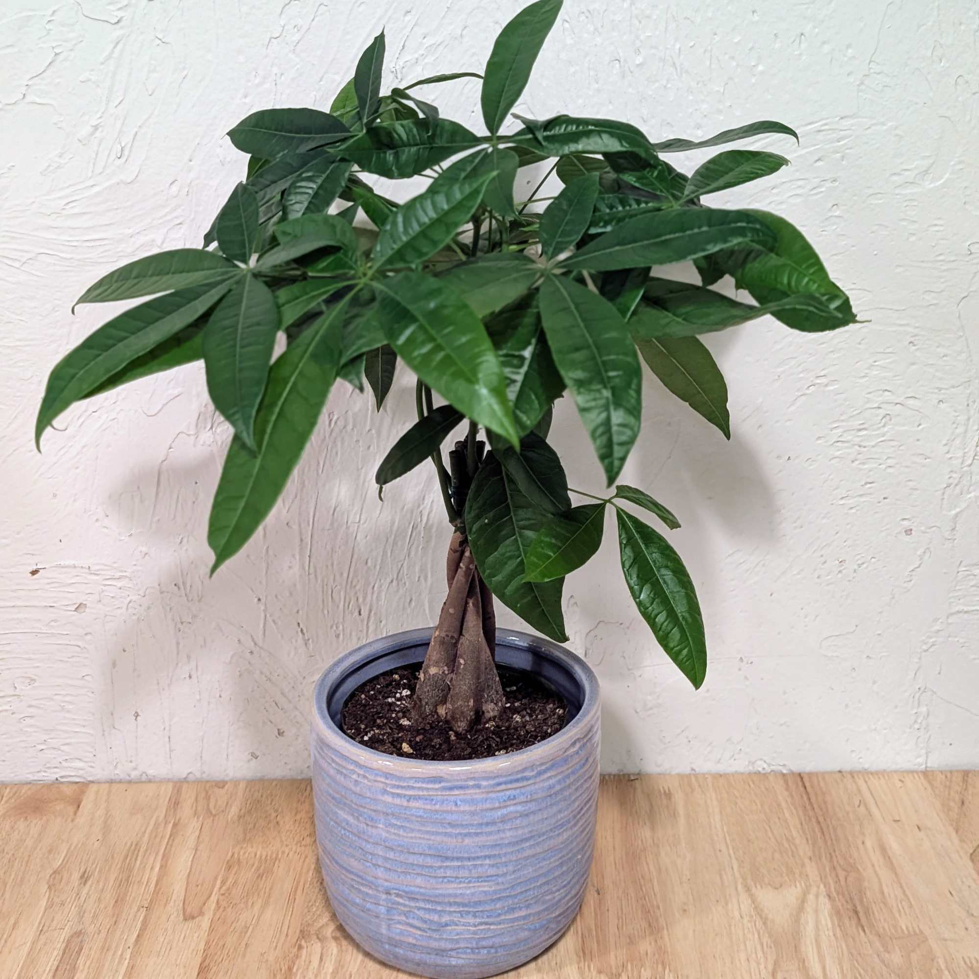 The Money Tree is a perfect indoor foliage plant to give your