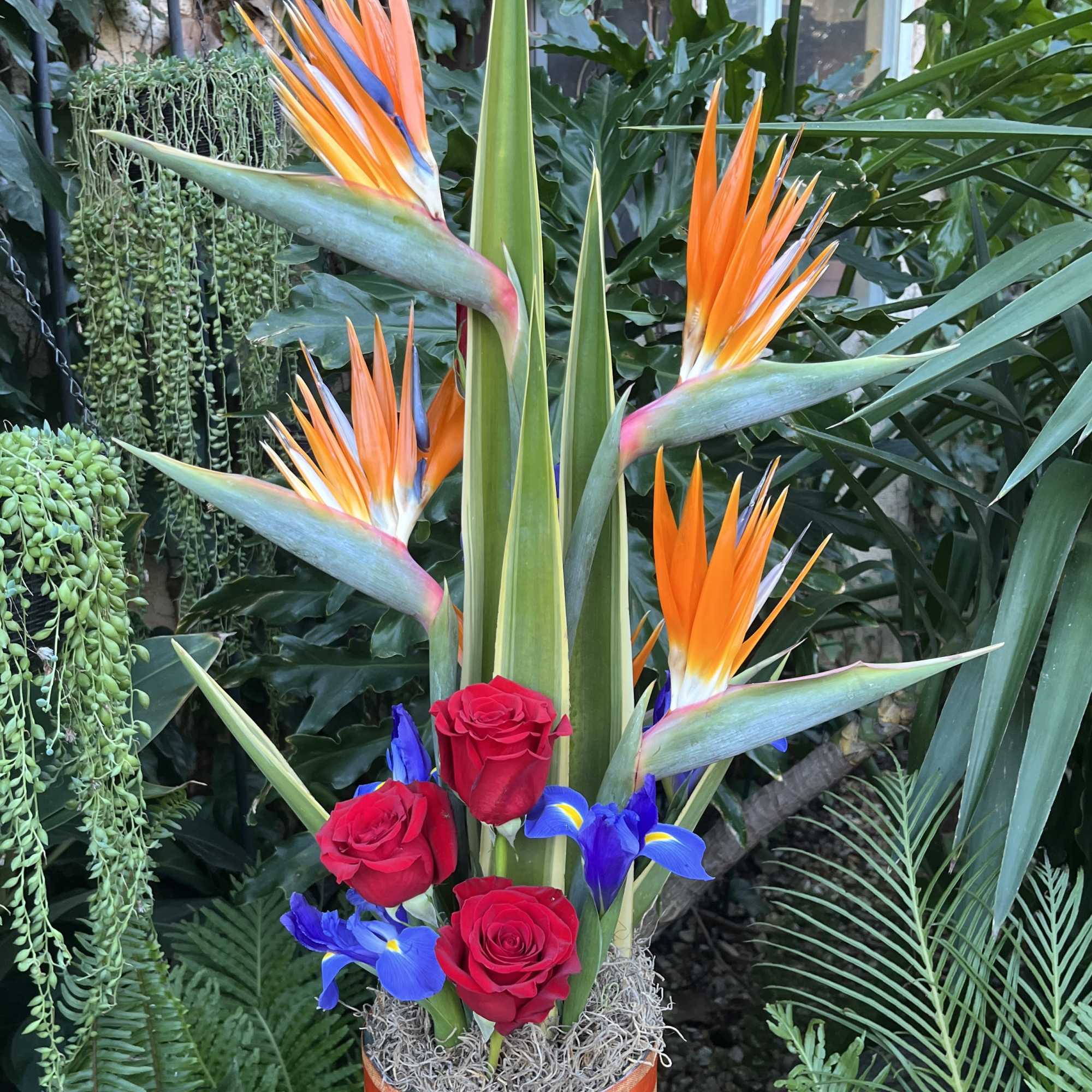Tropical arrangement with red roses and bird of paradise in a blue box