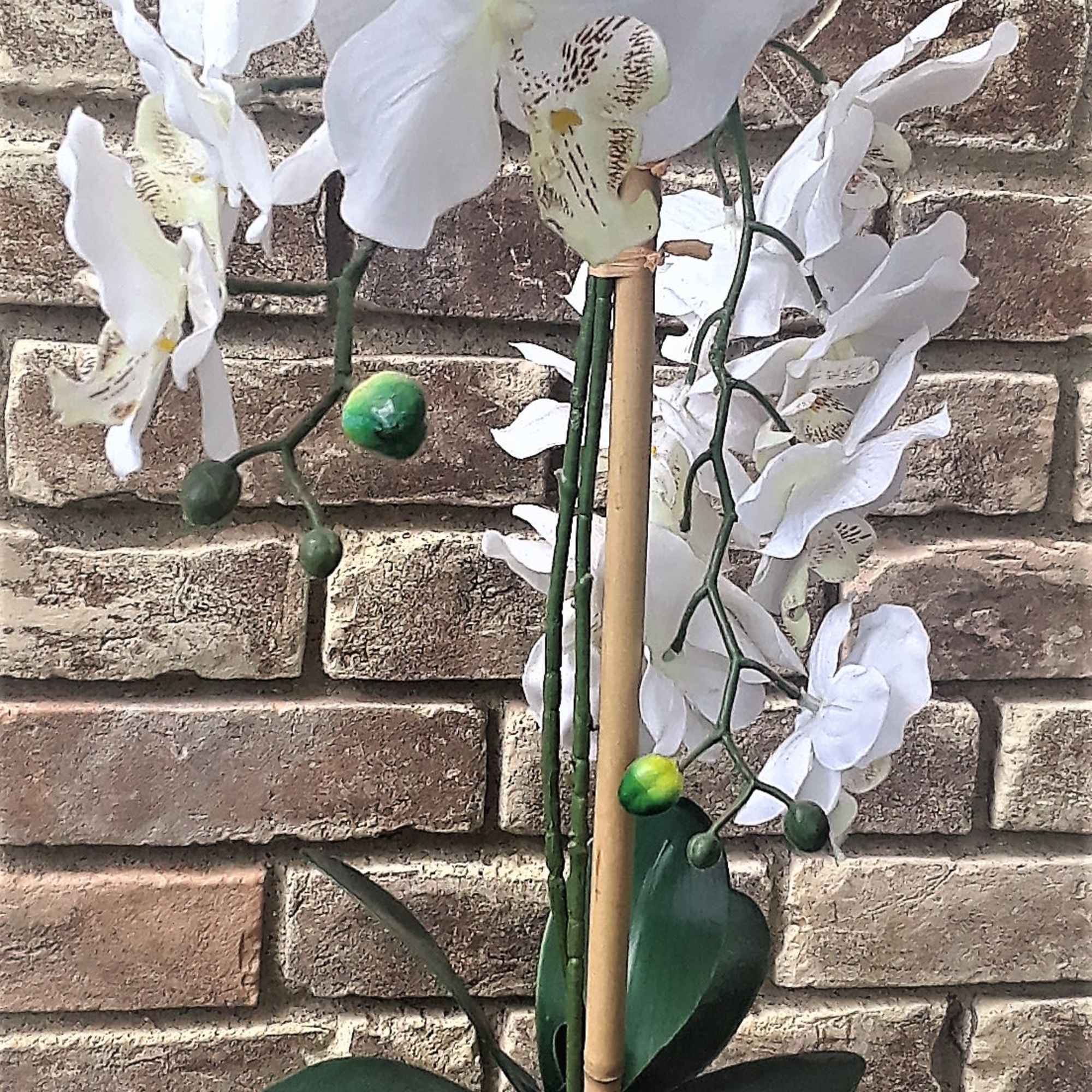 White orchid plant in a blue ceramic pot