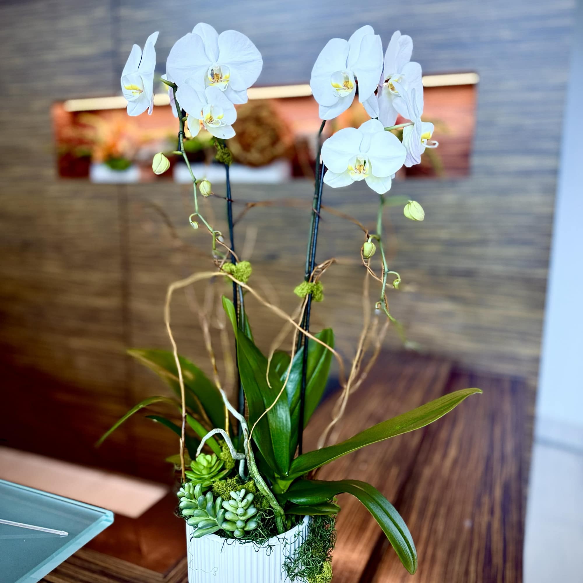 Tall white Phalaenopsis orchids rise like sculptural candles from a low white