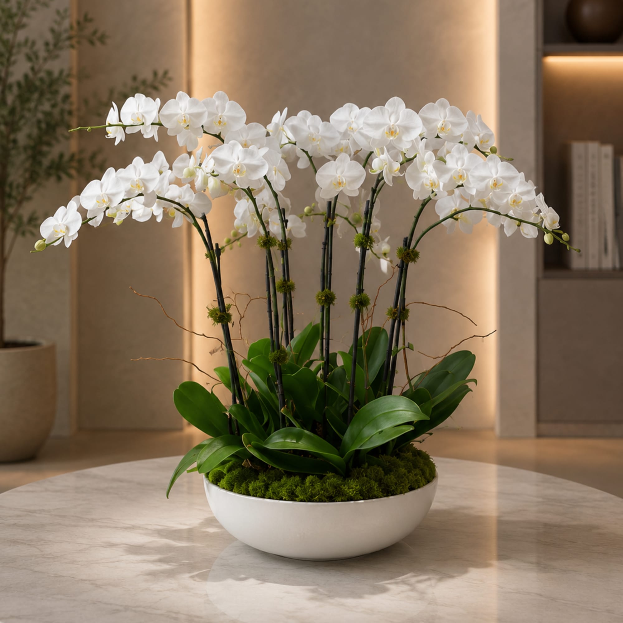 Tall white phalaenopsis orchids arch gracefully above a low, rounded bowl for