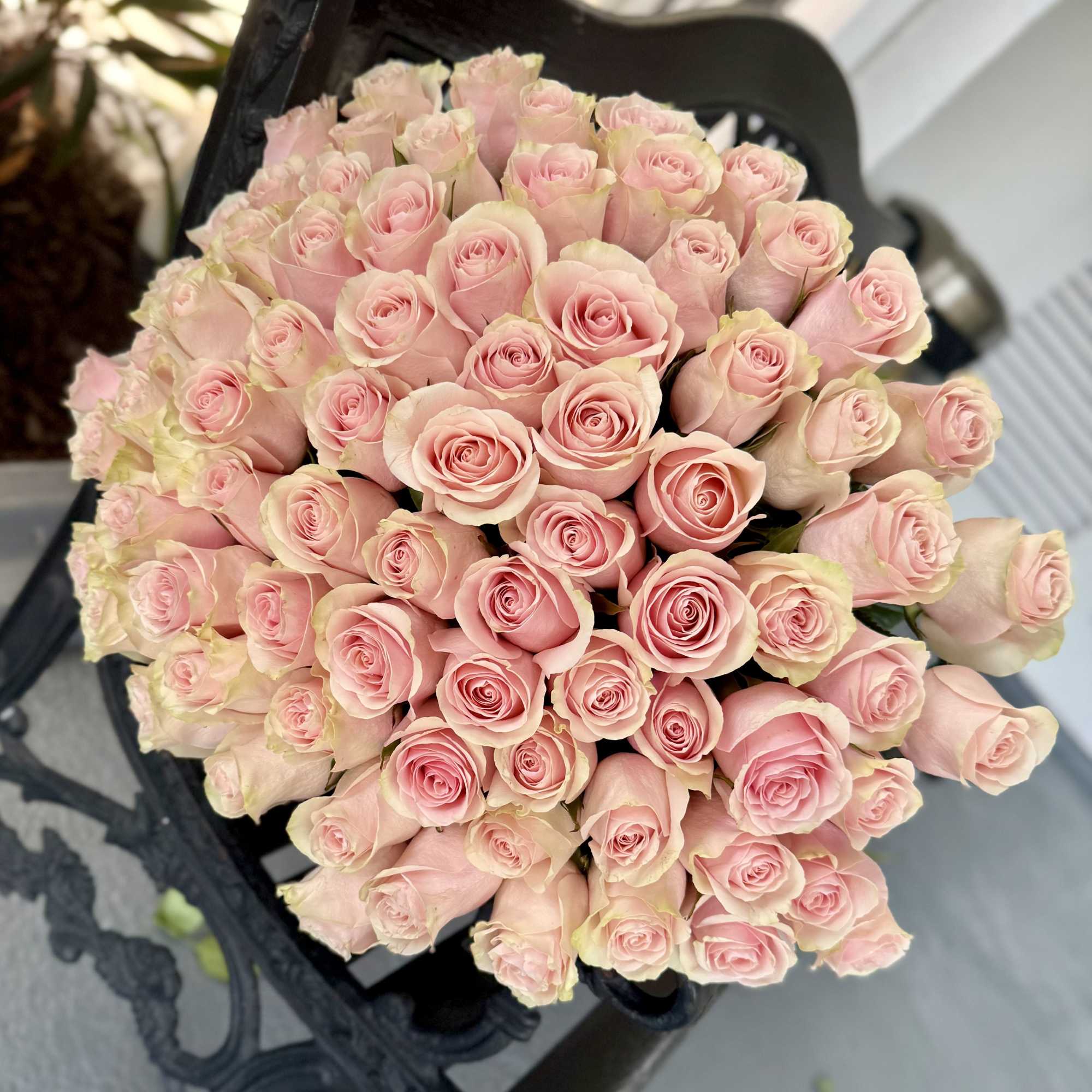 A lush dome of pale pink roses-each bloom graduating from soft blush