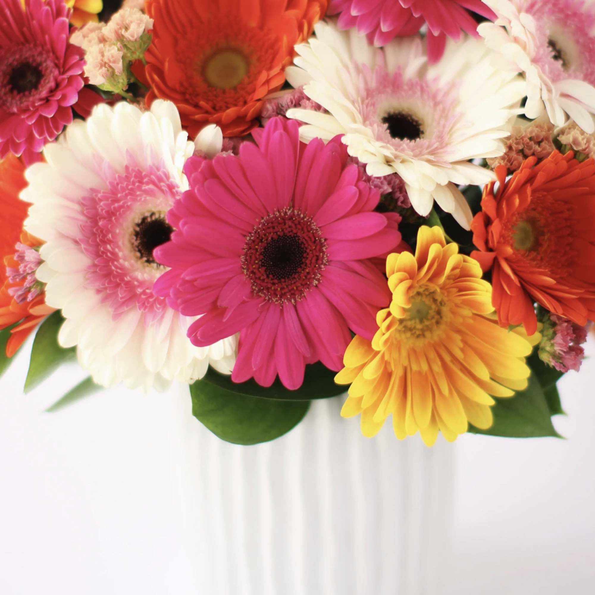 Bright mixed gerbera daisy arrangement in a white ribbed ceramic vase