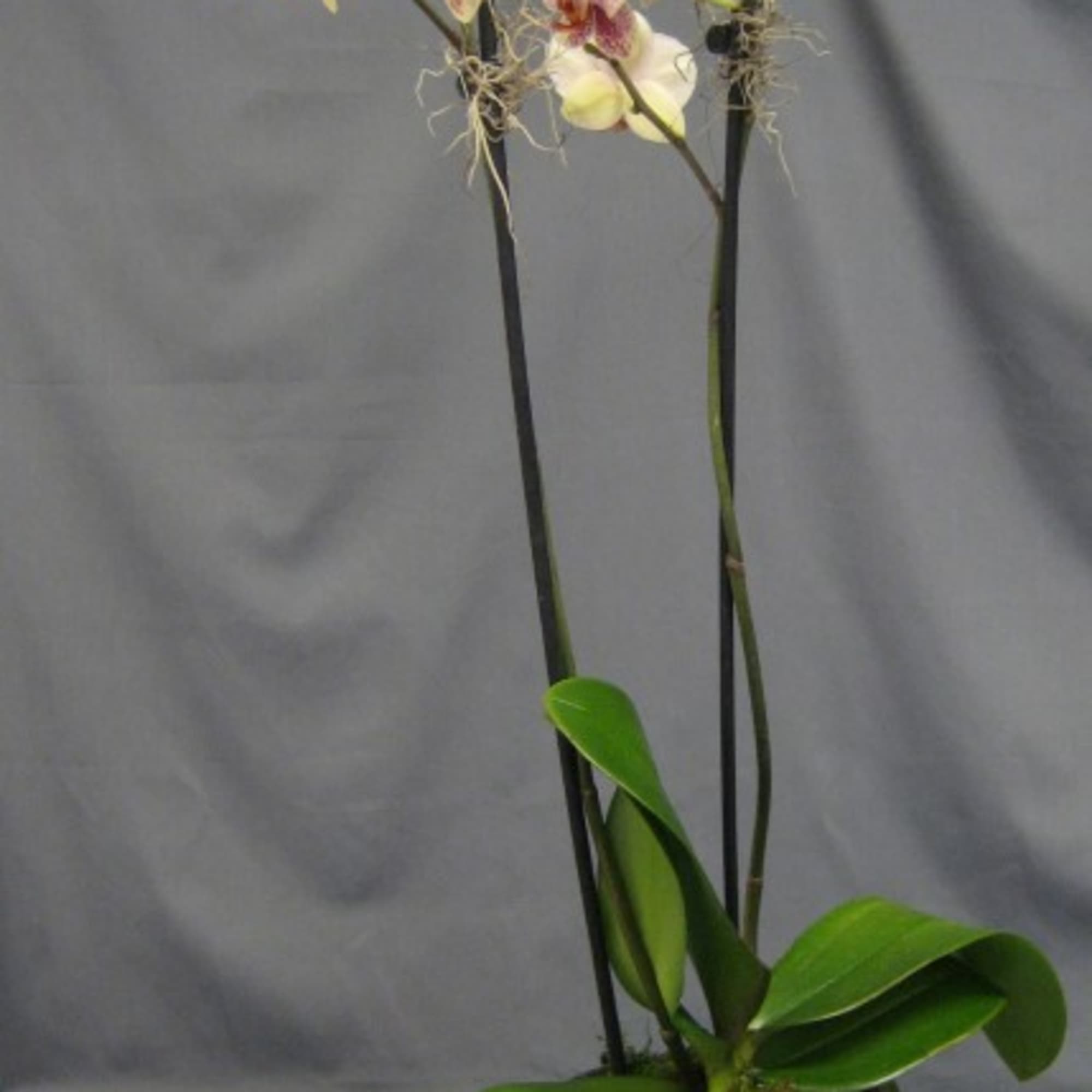 Potted orchid with pink and cream blooms in a brown ceramic pot