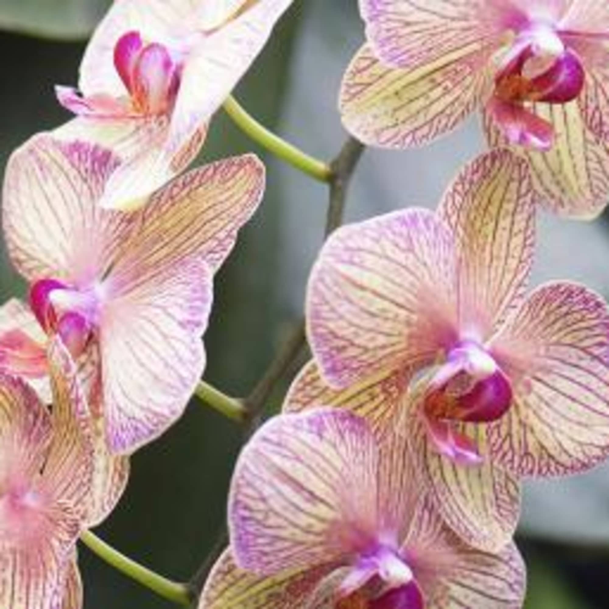 Pink and cream orchid blooms with purple centers
