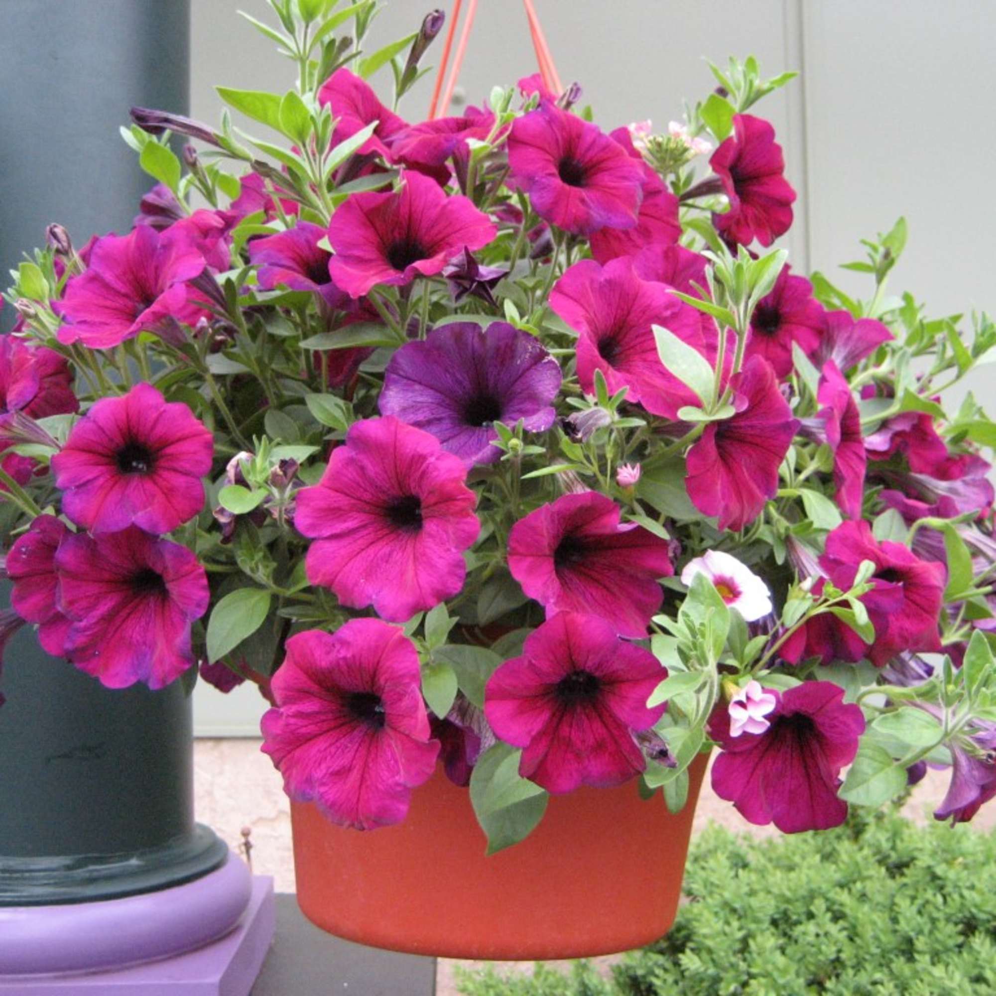 Potted arrangement of magenta and purple petunias in an orange container