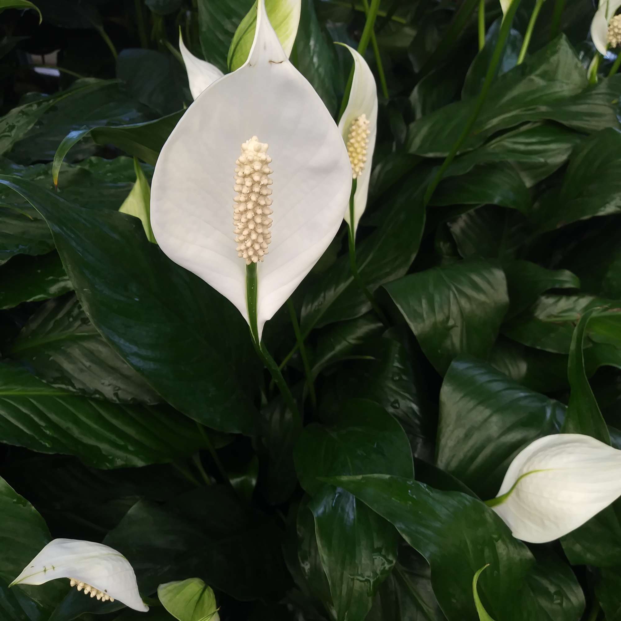White peace lilies among dense dark green foliage