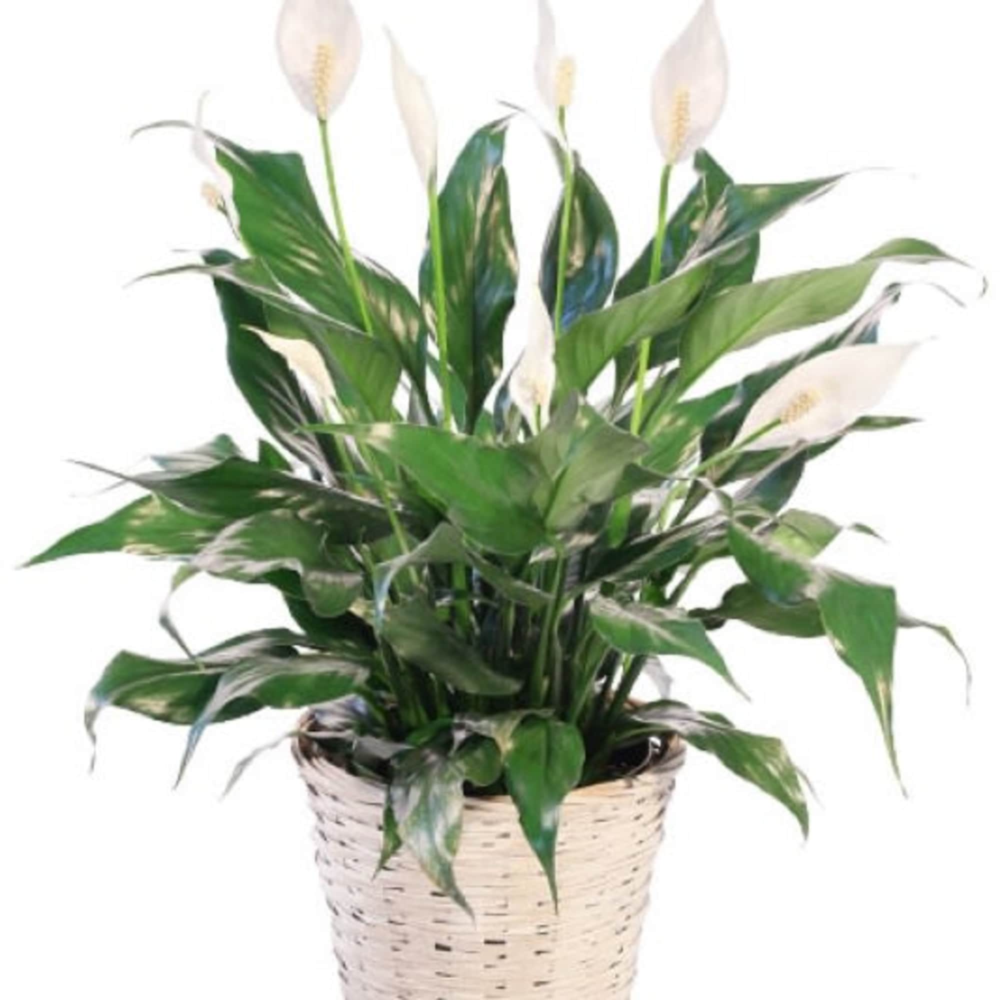 A tall reaching spathiphyllum plant, also known as a peace lily, set