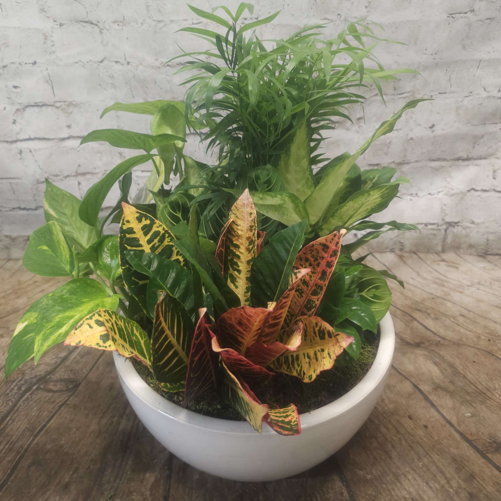 Mixed potted tropical plants in a white bowl planter