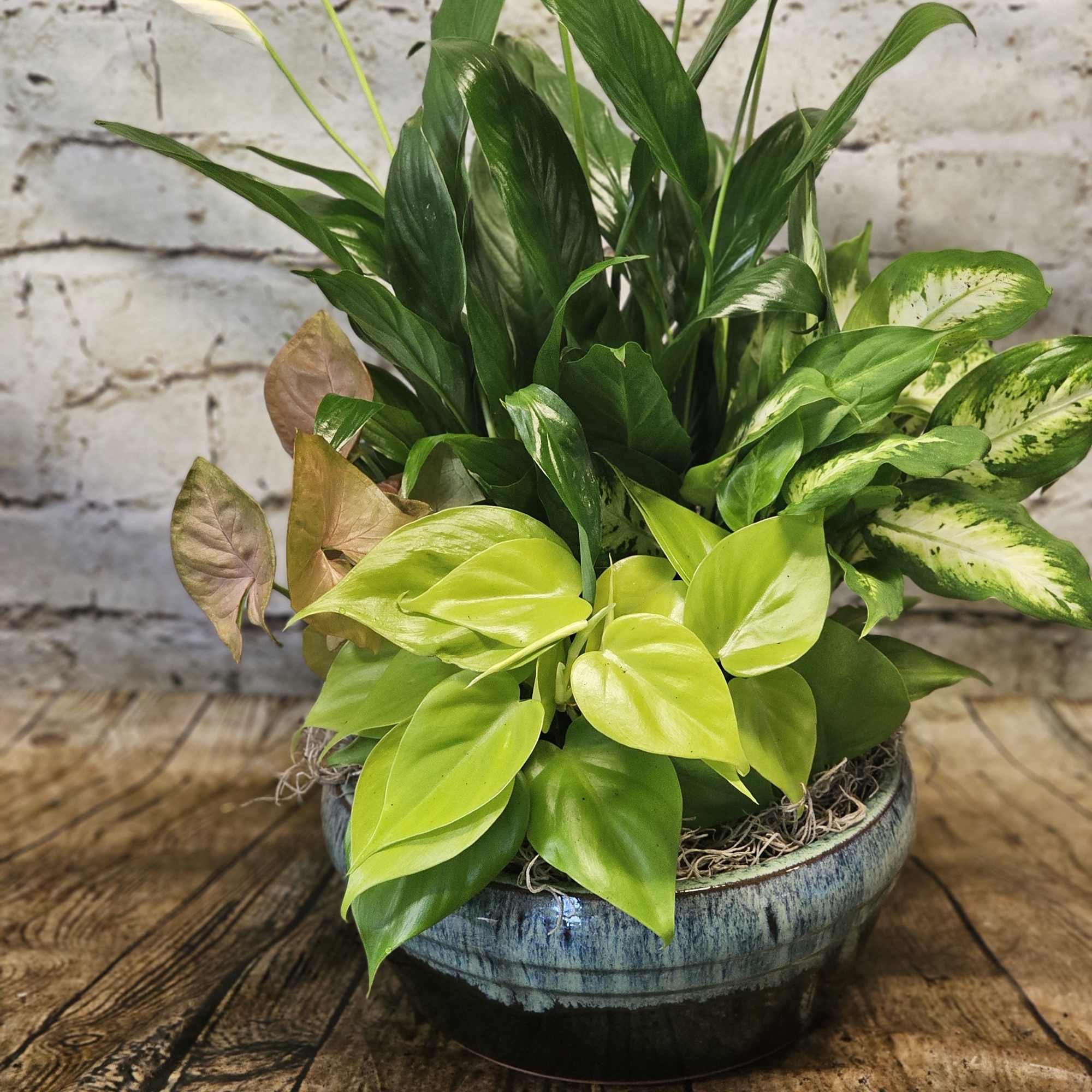 Mixed green houseplants in a ceramic bowl planter