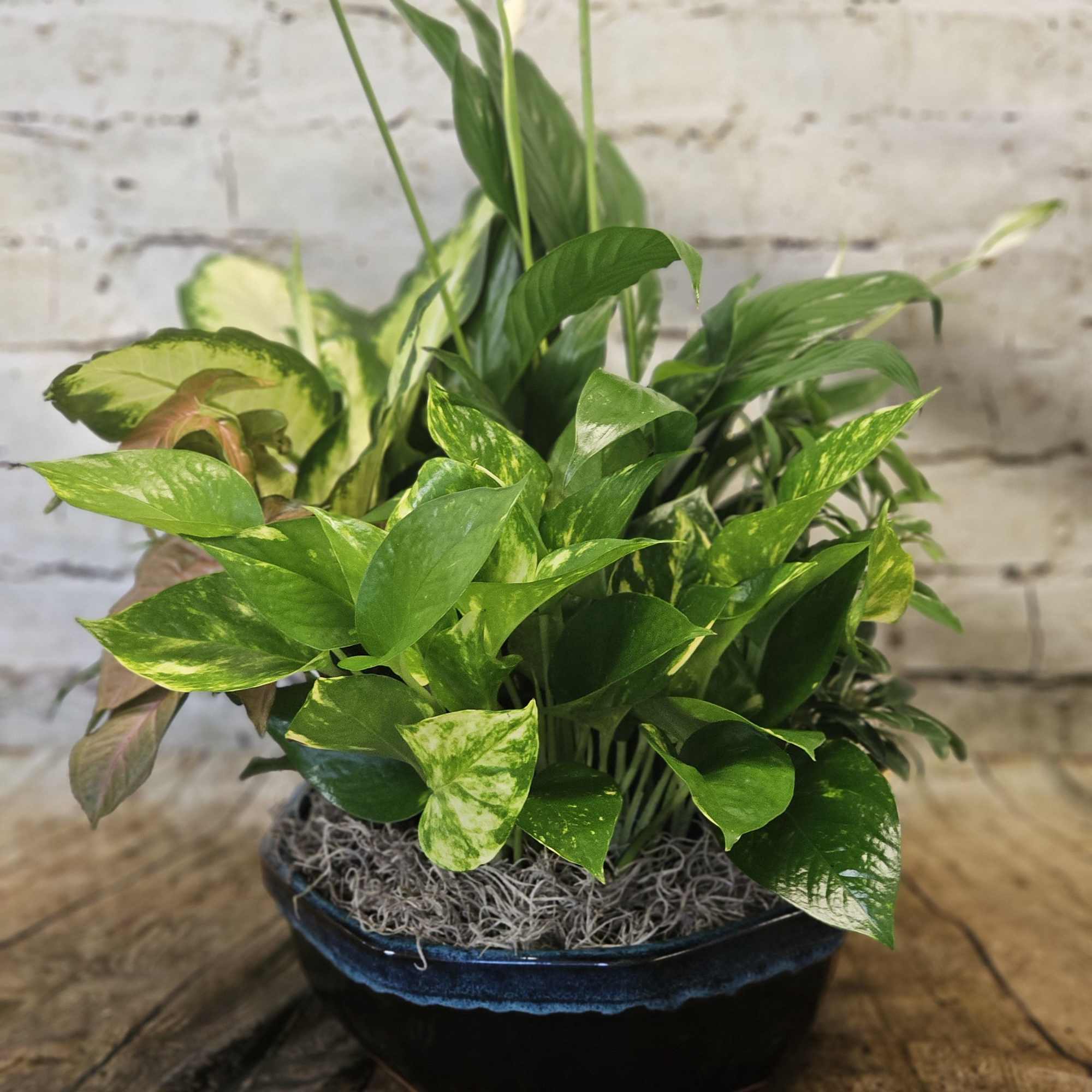 Potted green houseplant arrangement in a dark ceramic bowl