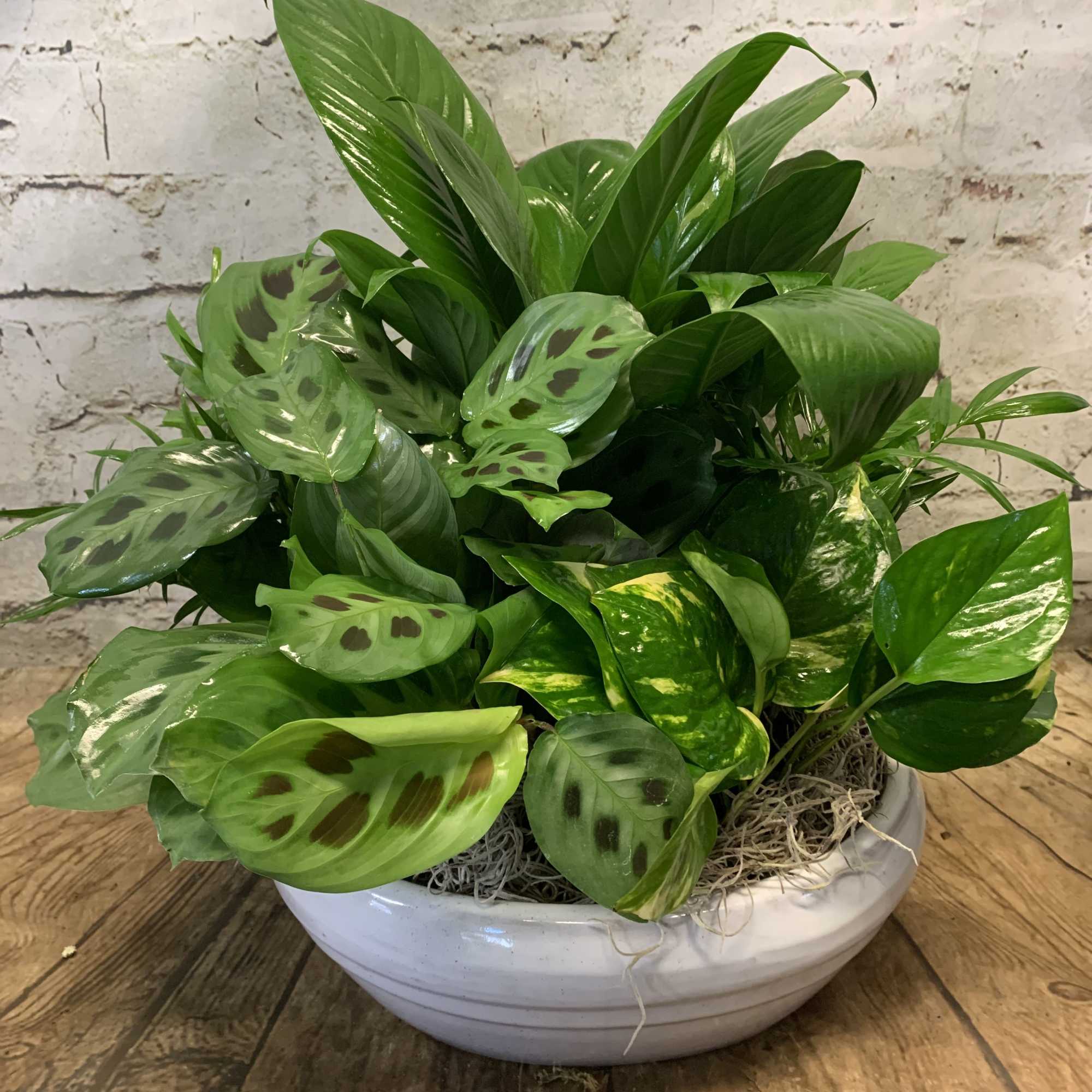 Potted green prayer plant in a white bowl planter