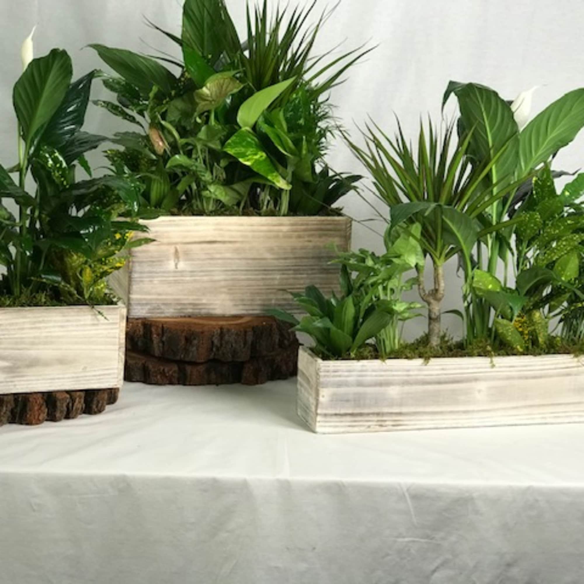 Three rectangular planters filled with green tropical plants on a table