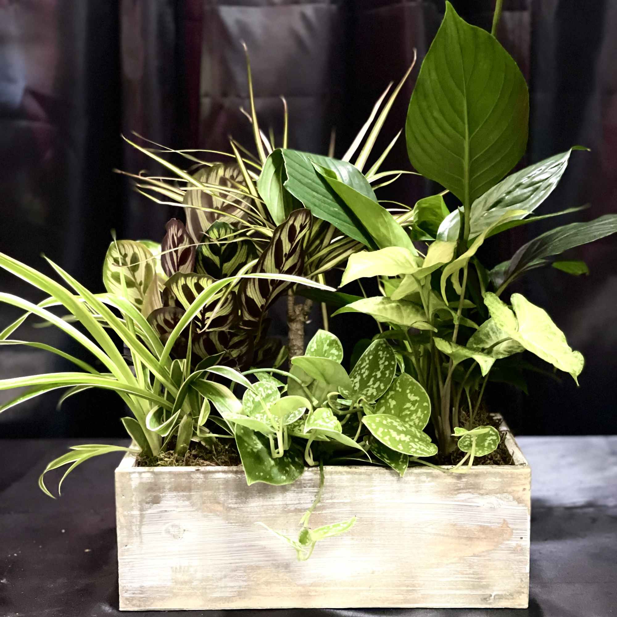 Mixed potted houseplants in a rectangular wooden planter
