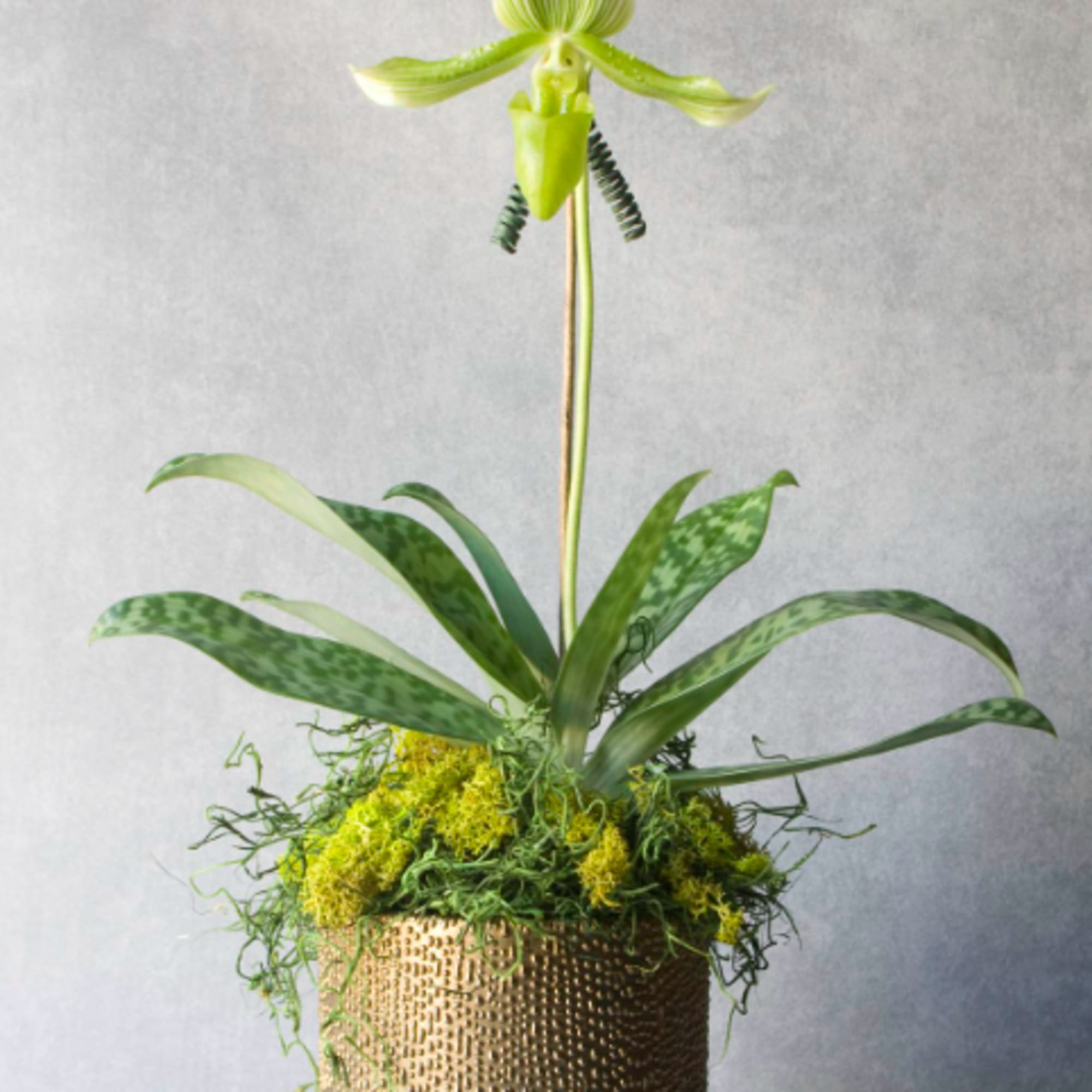 Potted orchid arrangement with a single green-and-white bloom