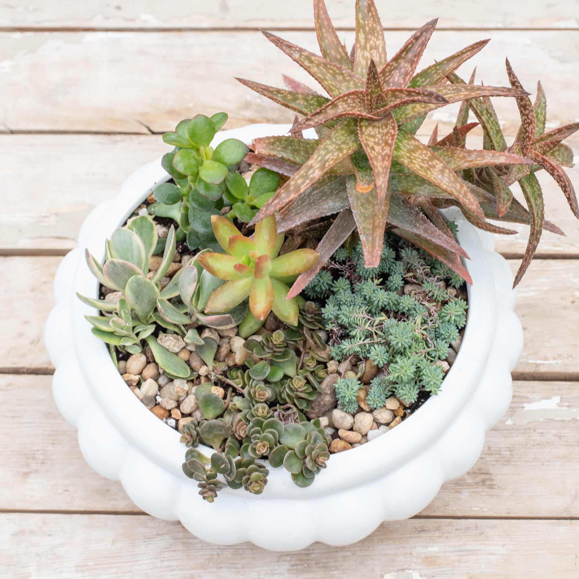 Succulent arrangement in a white scalloped pot