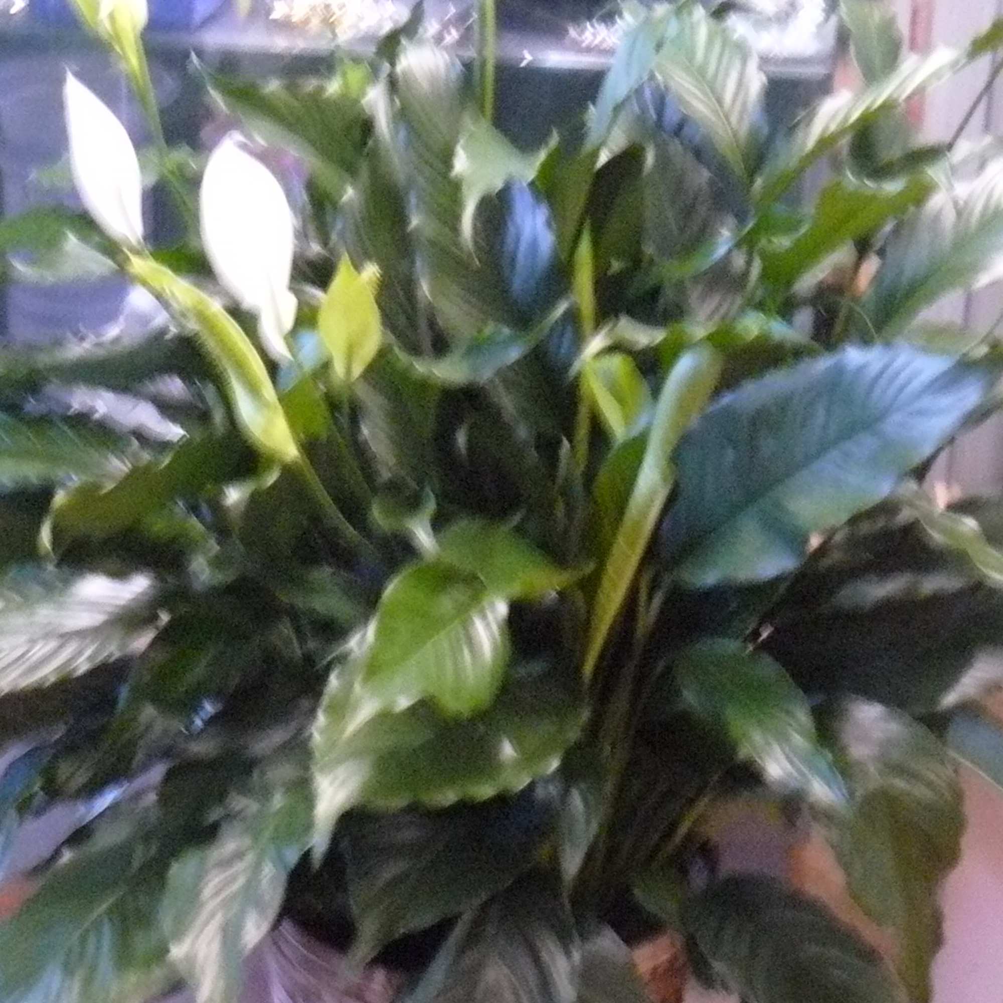 Potted peace lily with white blooms and glossy green leaves