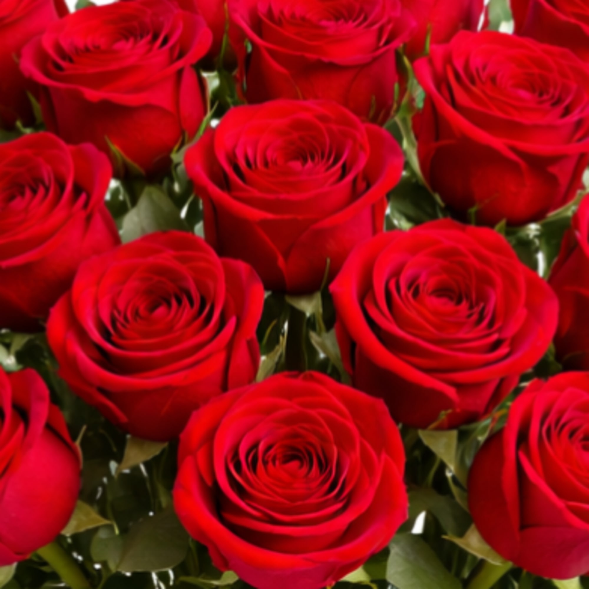 Close-up of red roses with green foliage