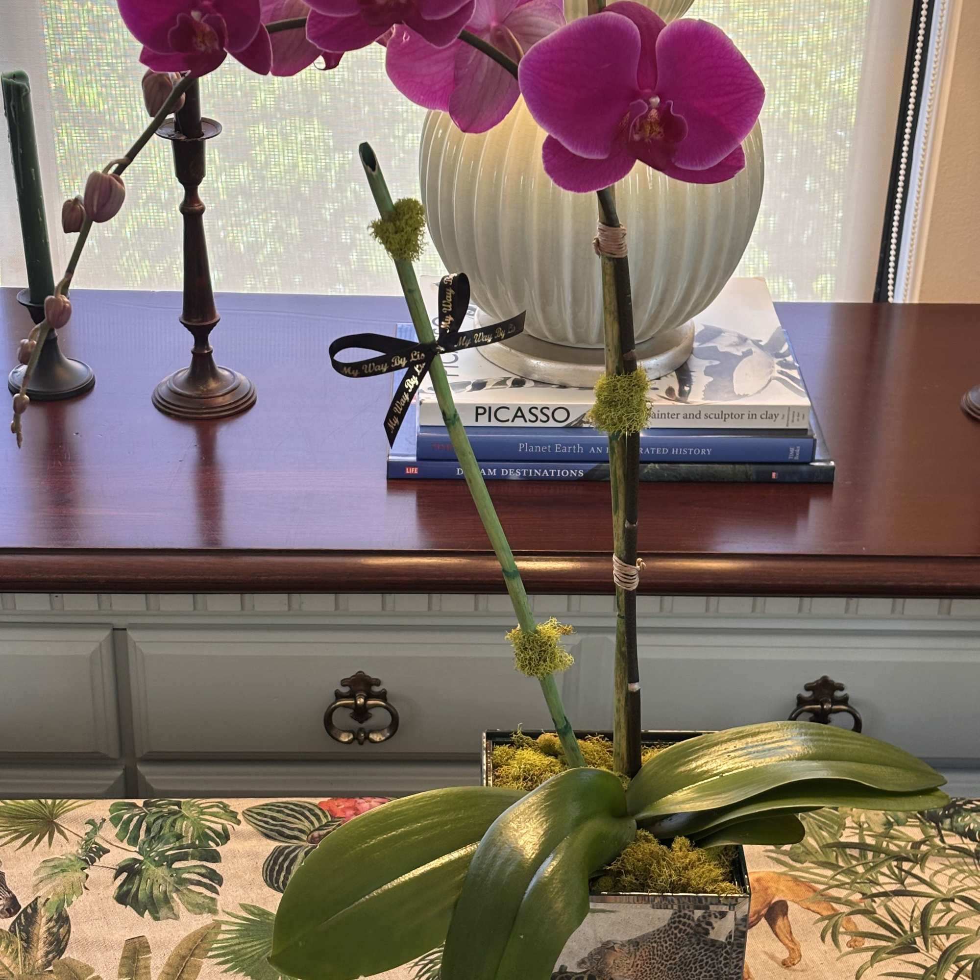 Potted magenta orchid with large blooms in a decorative square container