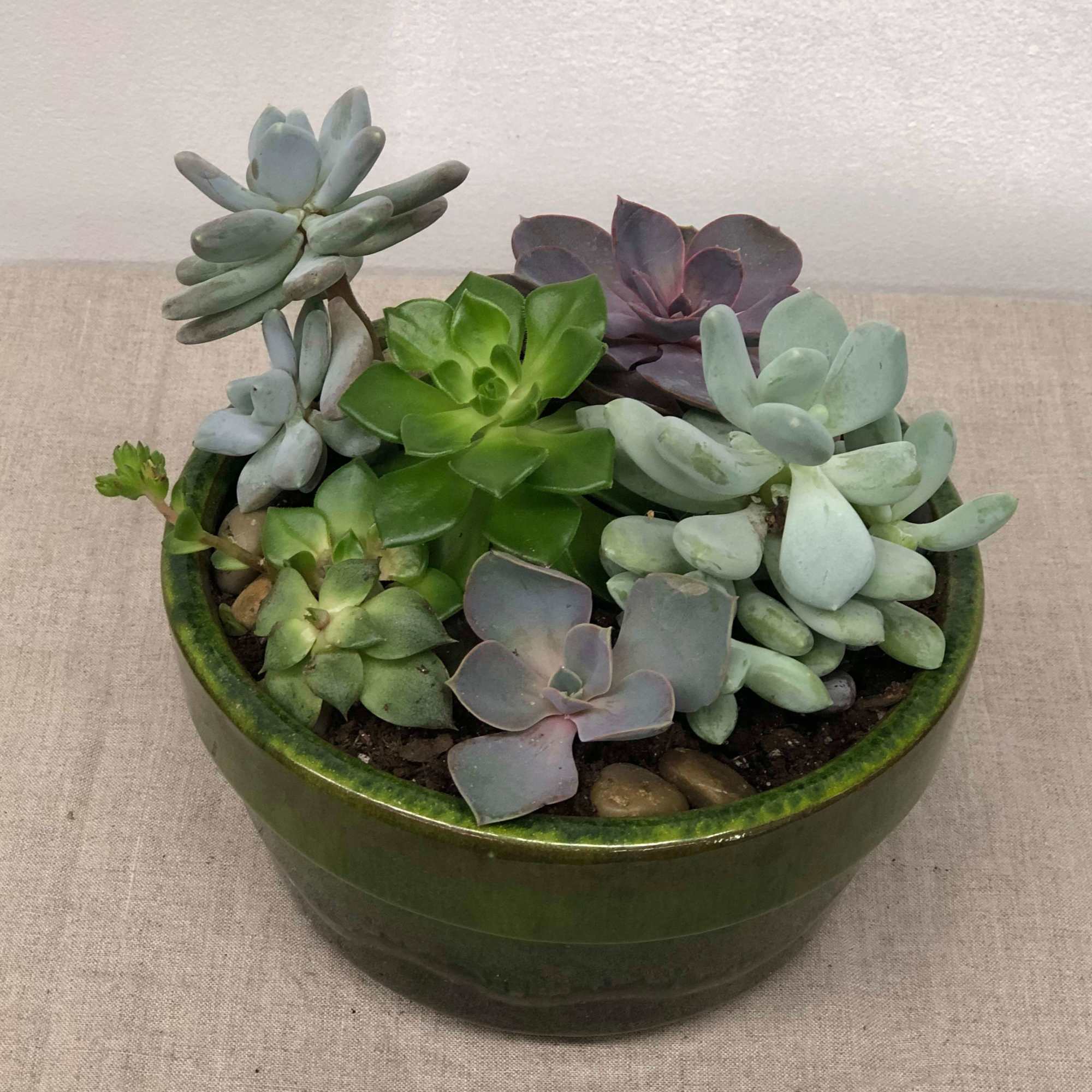 Standard size-  A grouping succulent varieties in a 6" wide ceramic, photo 2 of 4