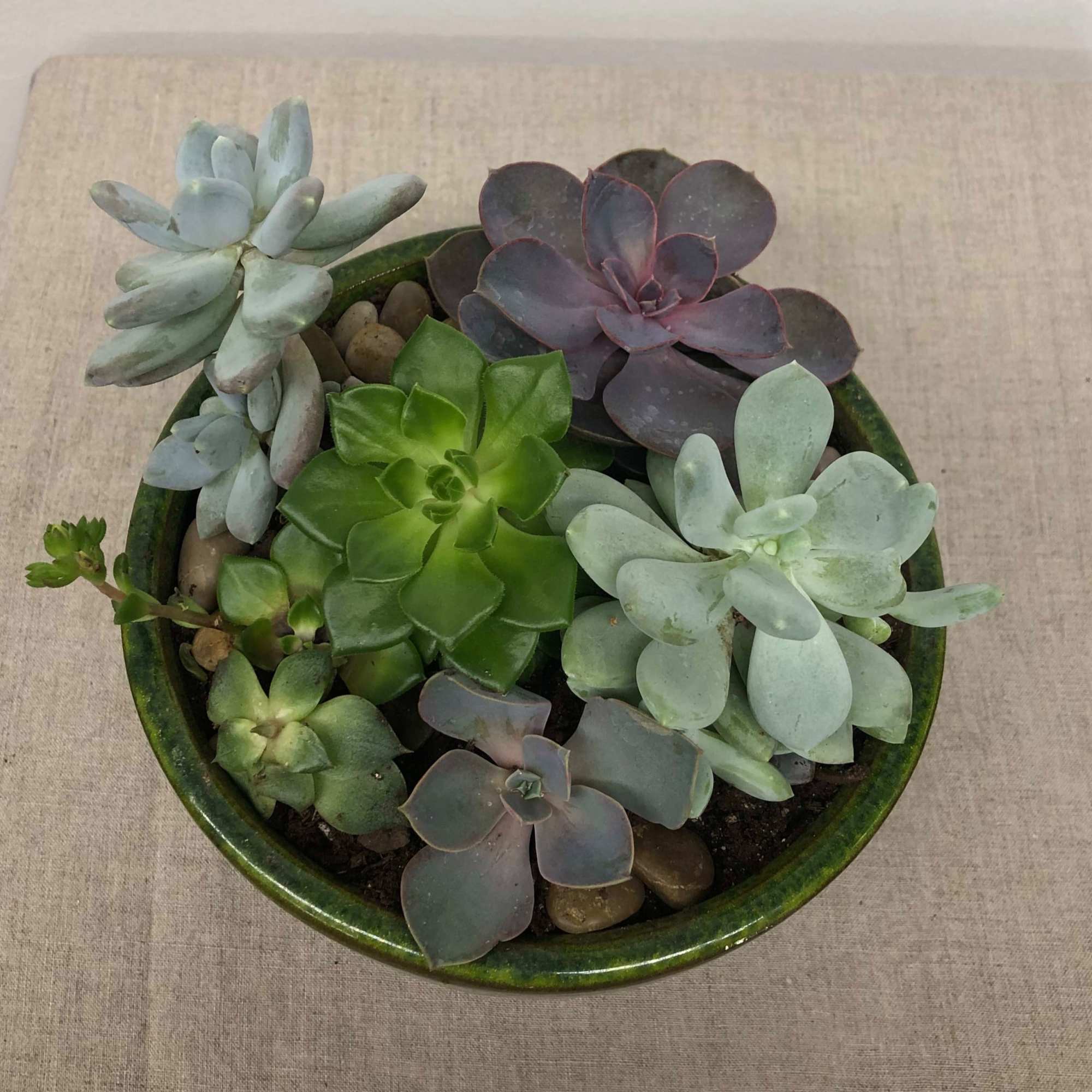 Standard size-  A grouping succulent varieties in a 6" wide ceramic, photo 3 of 4