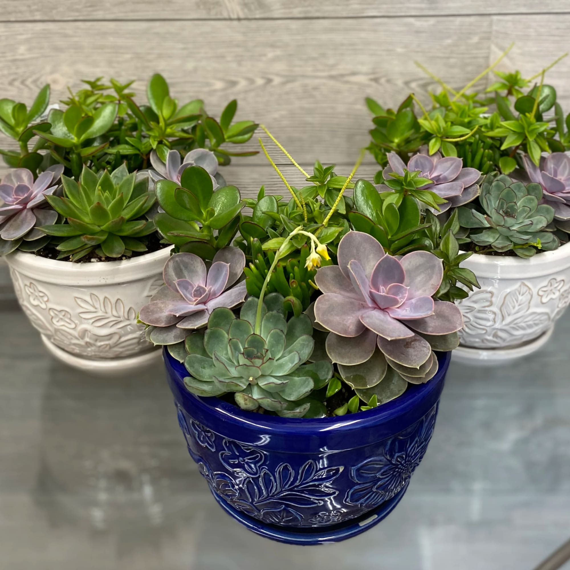 Three potted succulent arrangements in decorative ceramic bowls