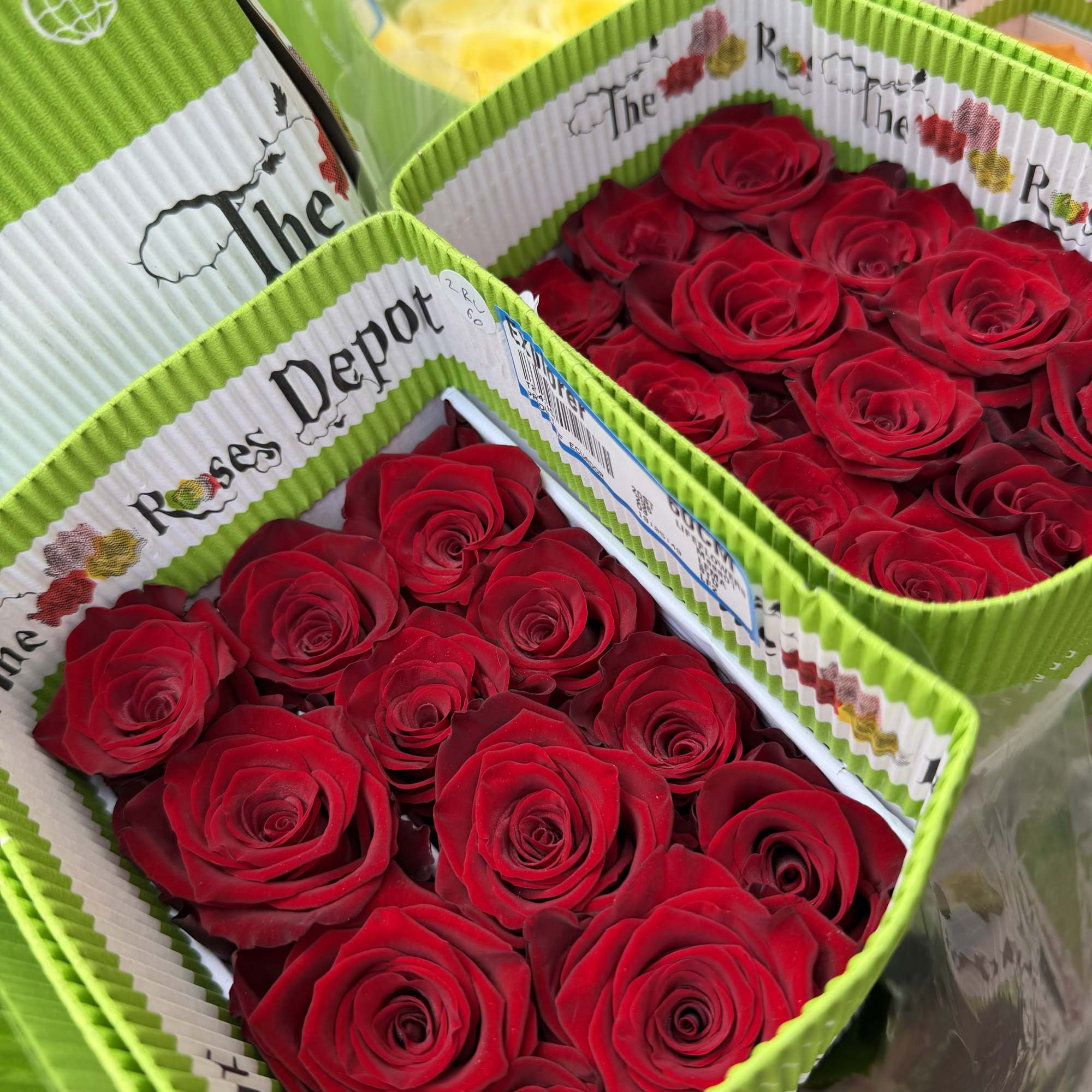 20 Premium Roses, Handpicked and Imported Directly from Ecuador