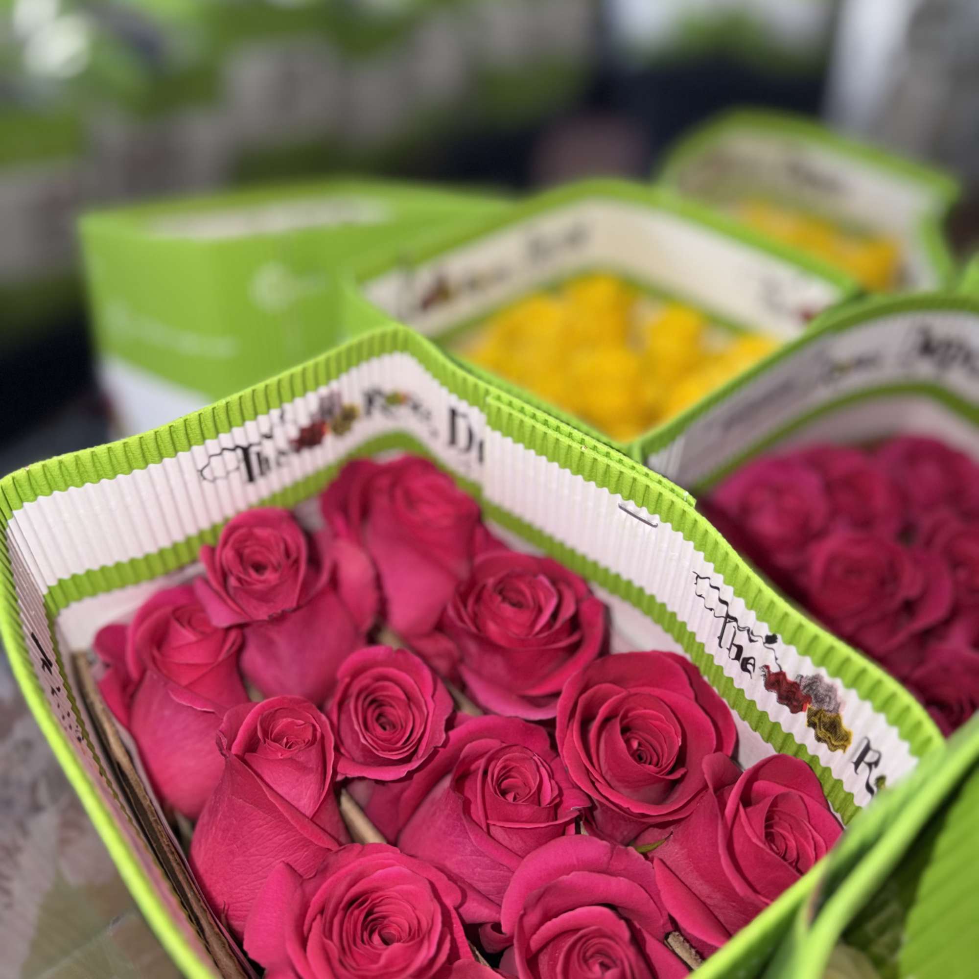 20 Premium Roses, Handpicked and Imported Directly from Ecuador
