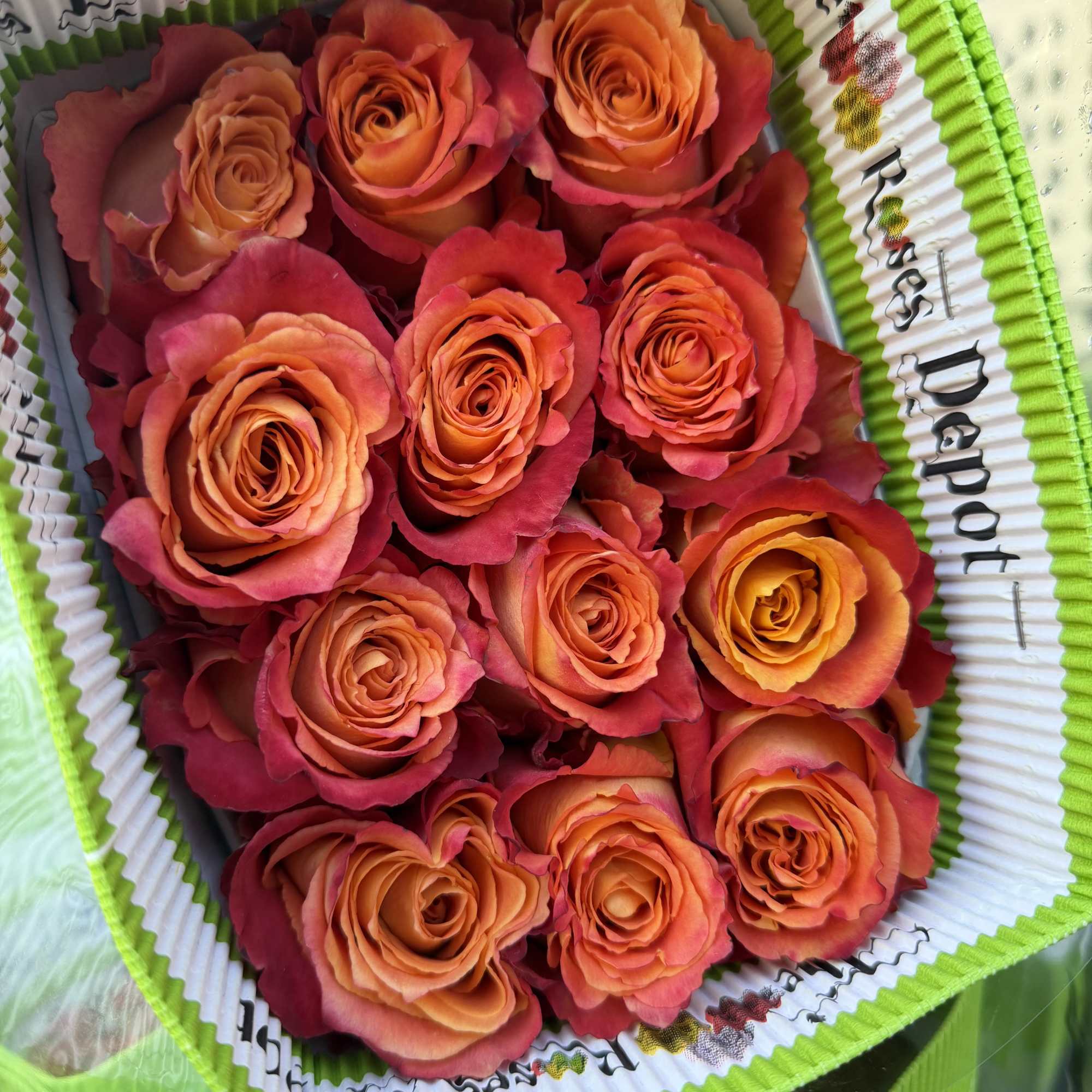20 Premium Roses, Handpicked and Imported Directly from Ecuador