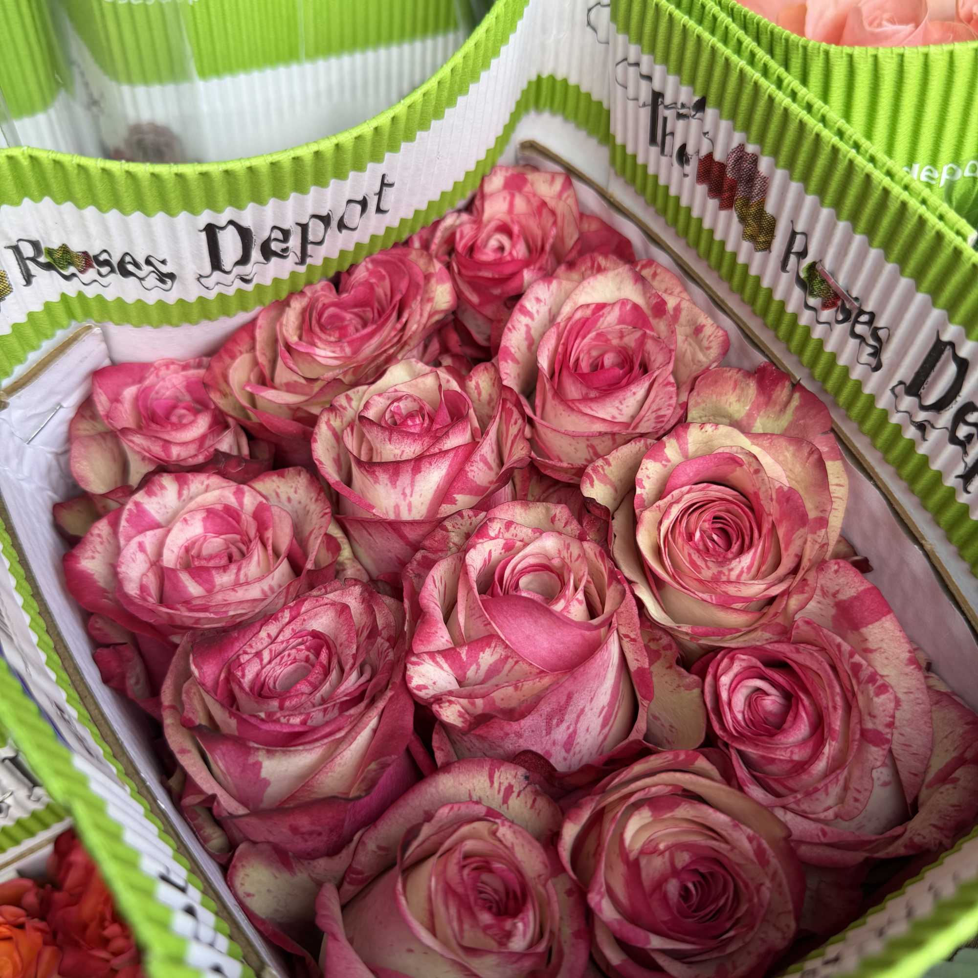 20 Premium Roses, Handpicked and Imported Directly from Ecuador