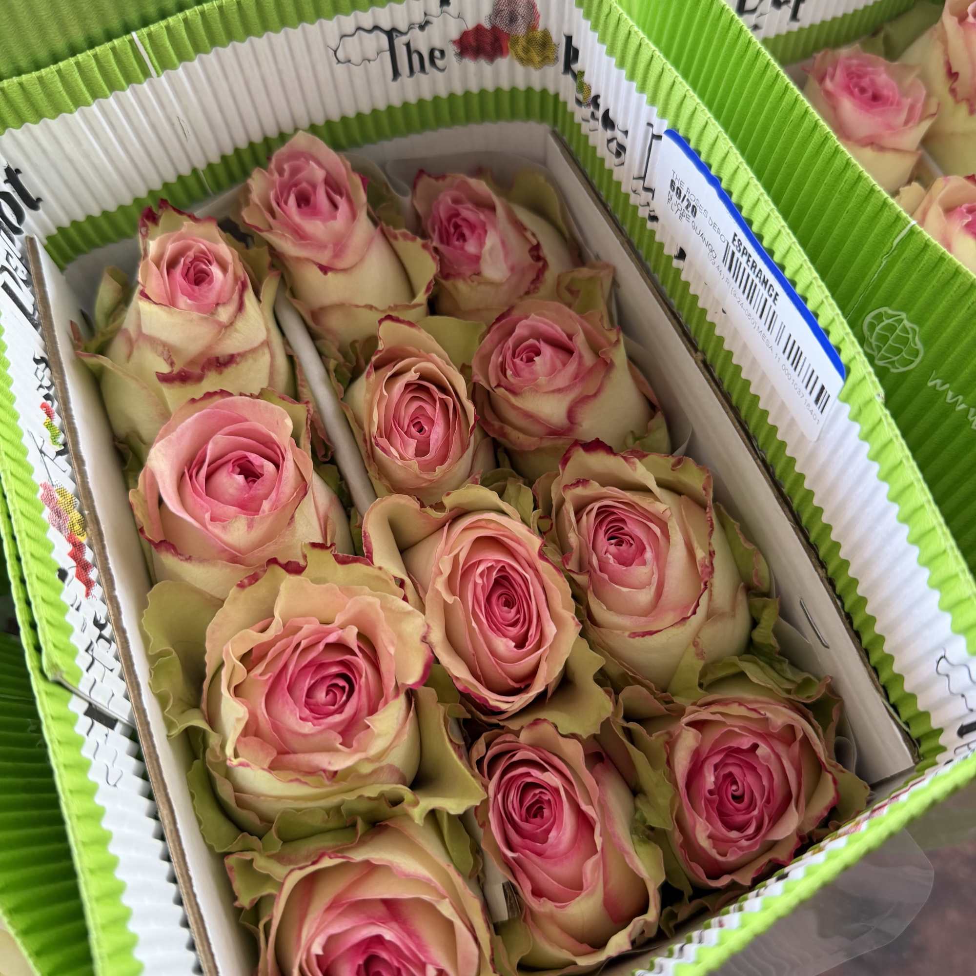 20 Premium Roses, Handpicked and Imported Directly from Ecuador