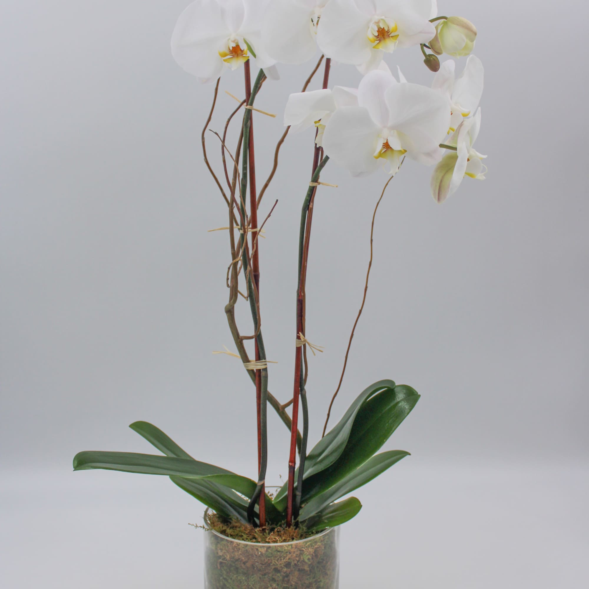 White orchids in a clear glass vase with moss