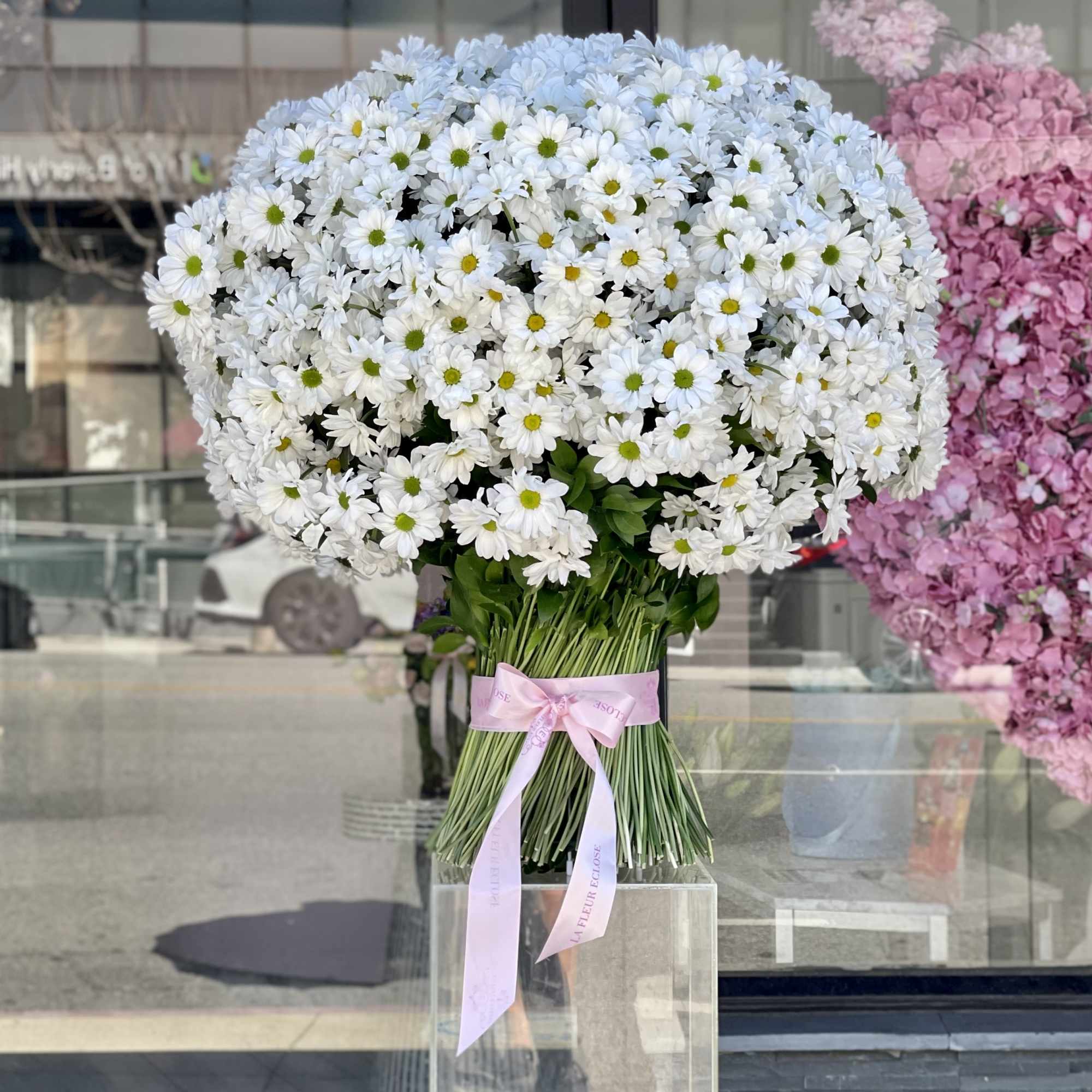 Large bouquet of white daisies with a pink ribbon