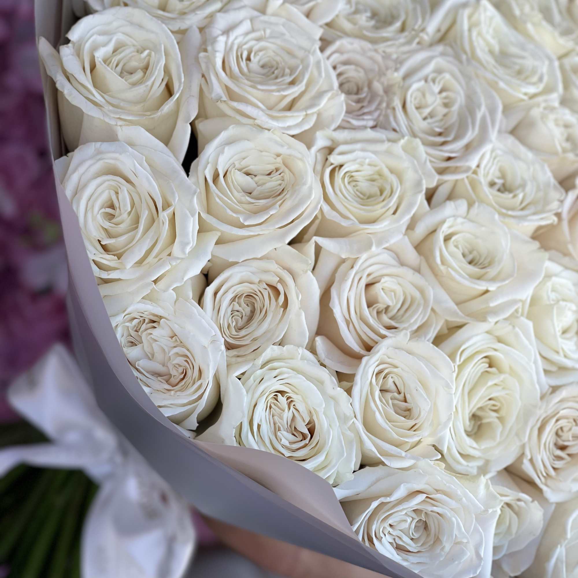 Bouquet of white roses wrapped in pale paper